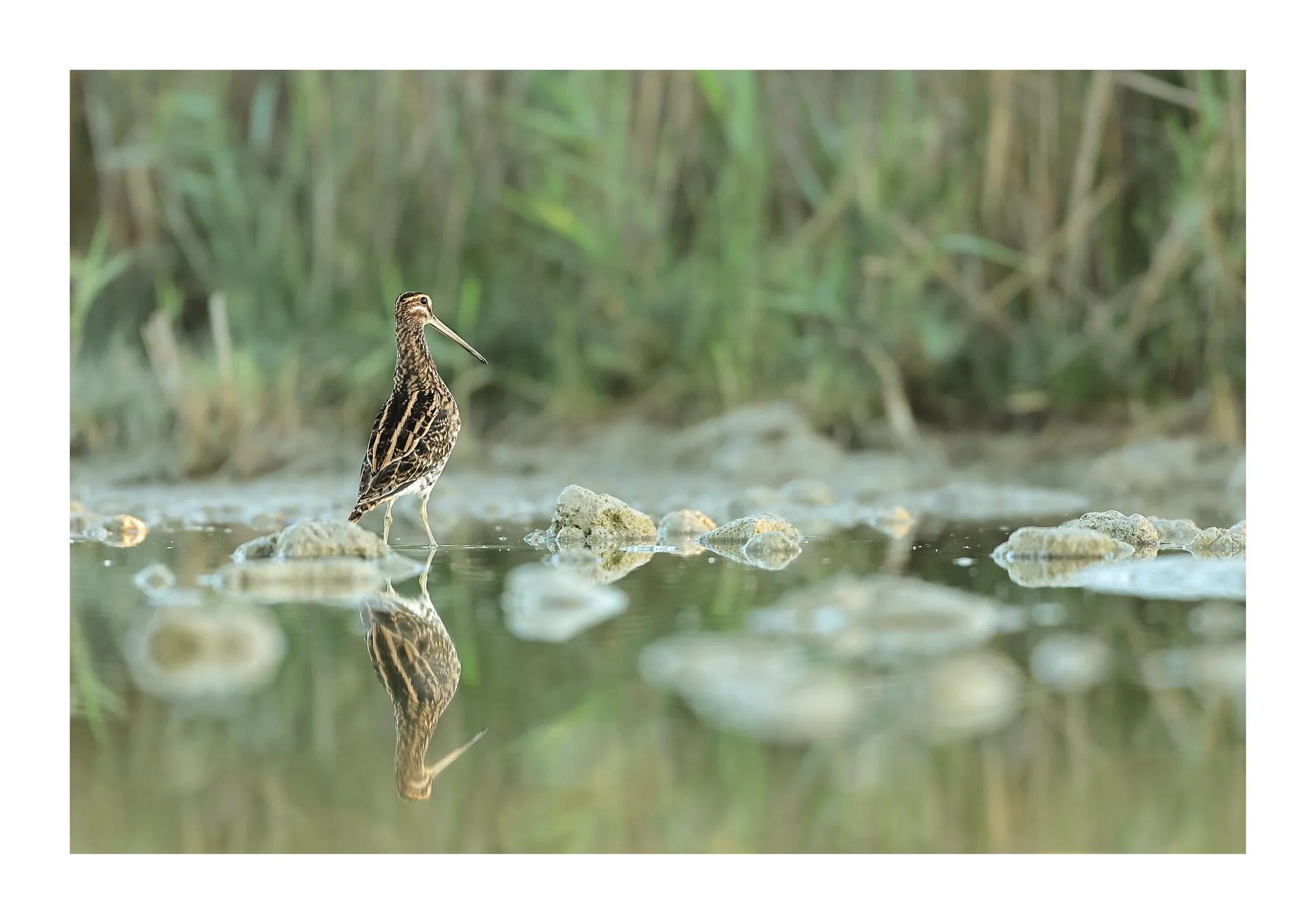 Bécassine des marais Gallinago gallinago - Common Snipe