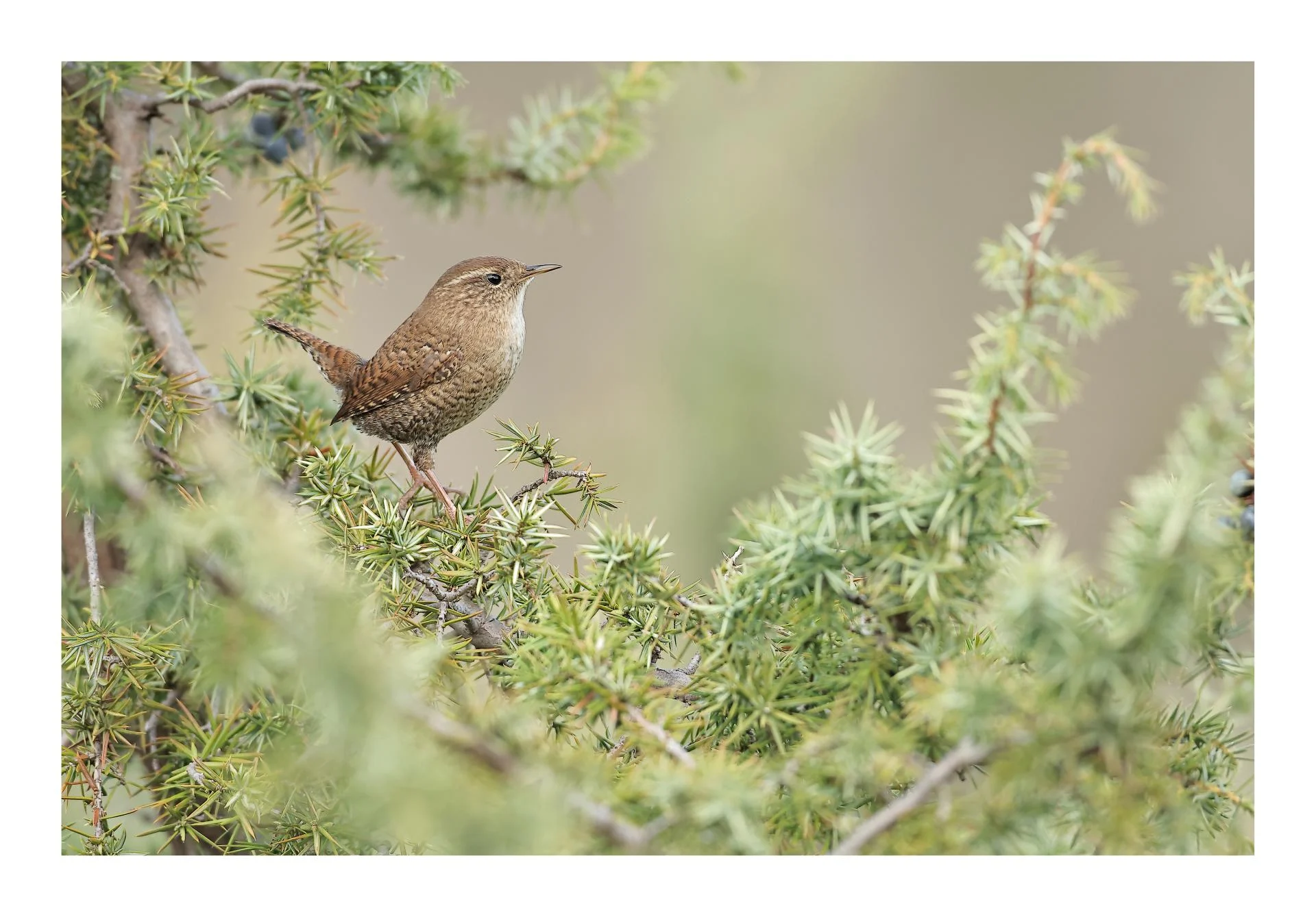 Troglodyte mignon Troglodytes troglodytes - Eurasian Wren