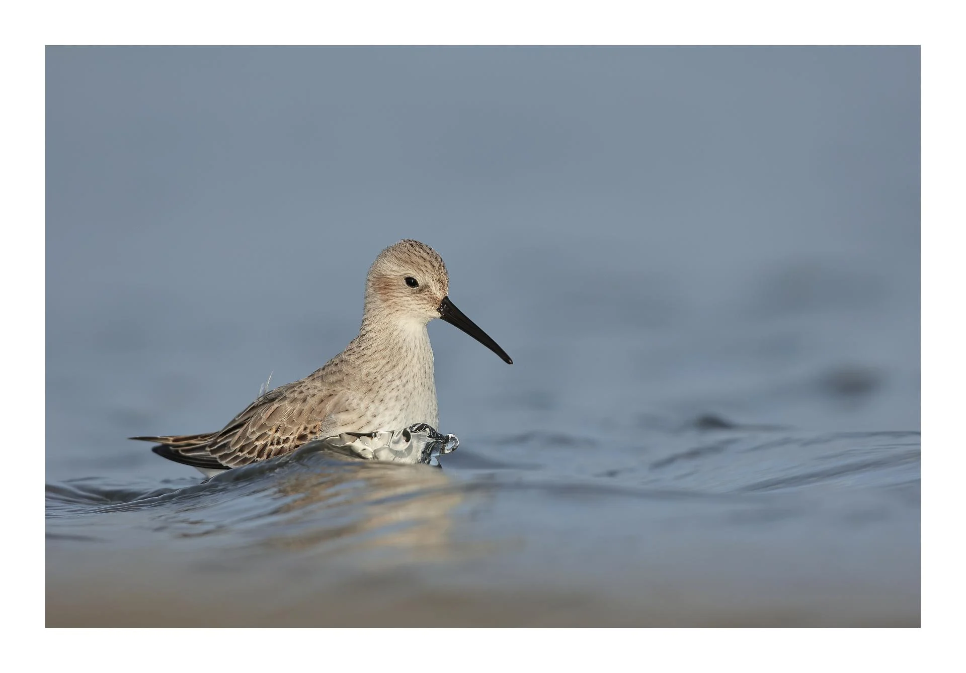 Bécasseau variable Calidris alpina - Dunlin
