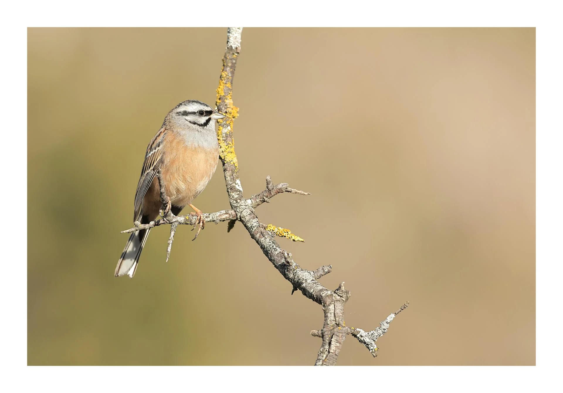 Bruant fou Emberiza cia - Rock Bunting