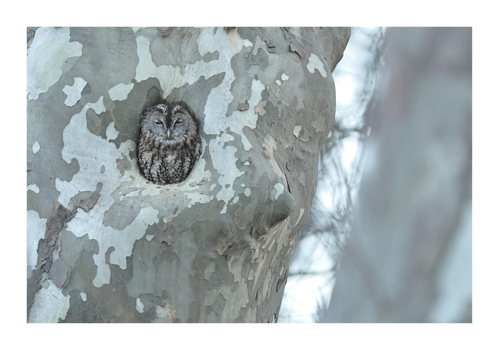Chouette hulotte Strix aluco - Tawny Owl