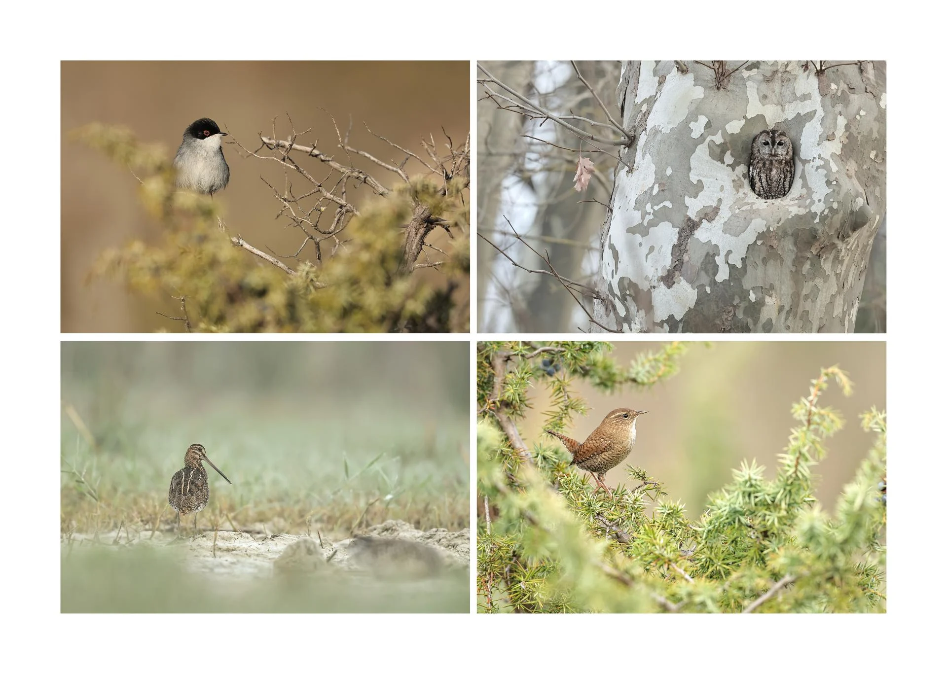 Décembre dans la nature
