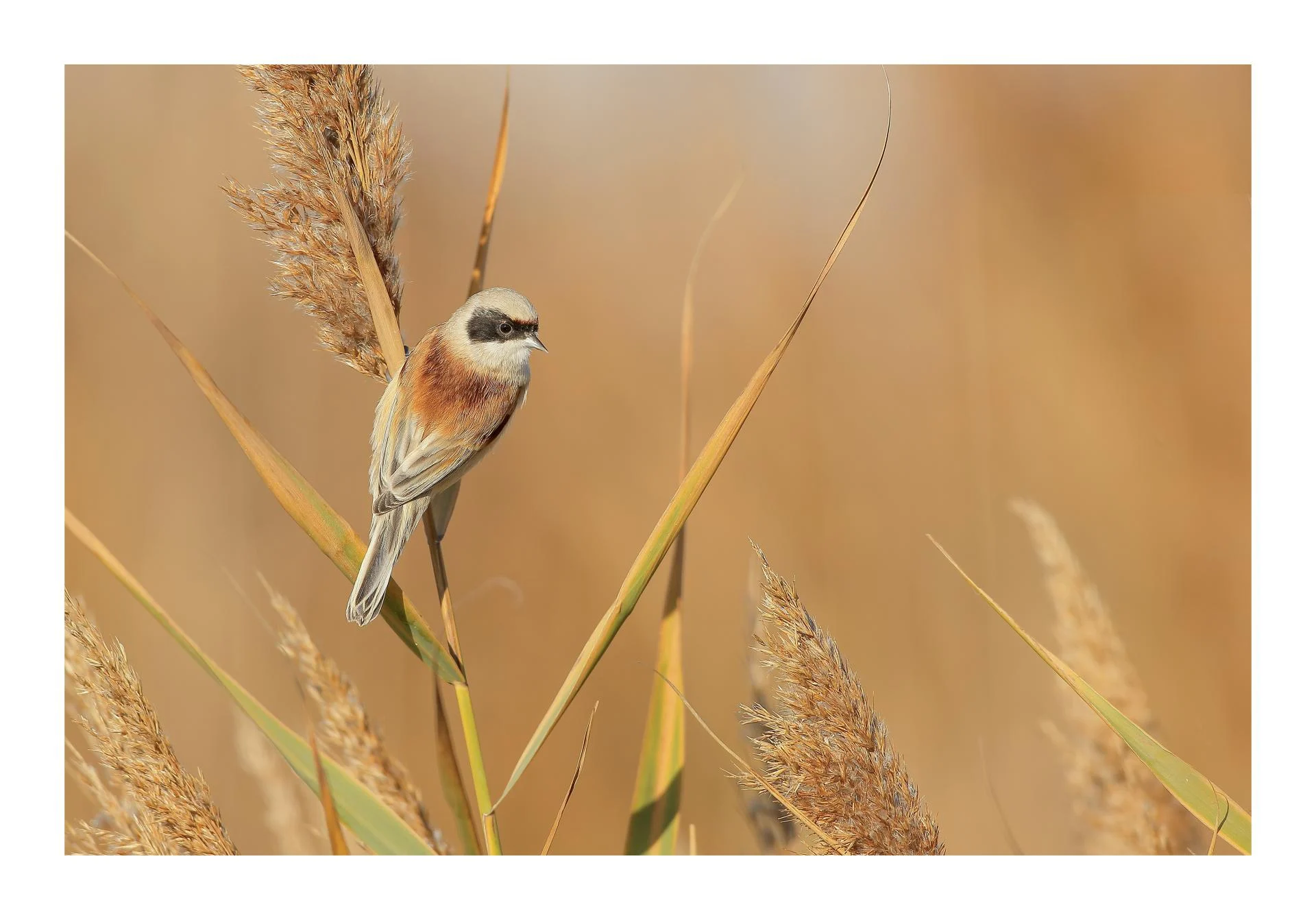 Rémiz penduline Remiz pendulinus - Eurasian Penduline Tit