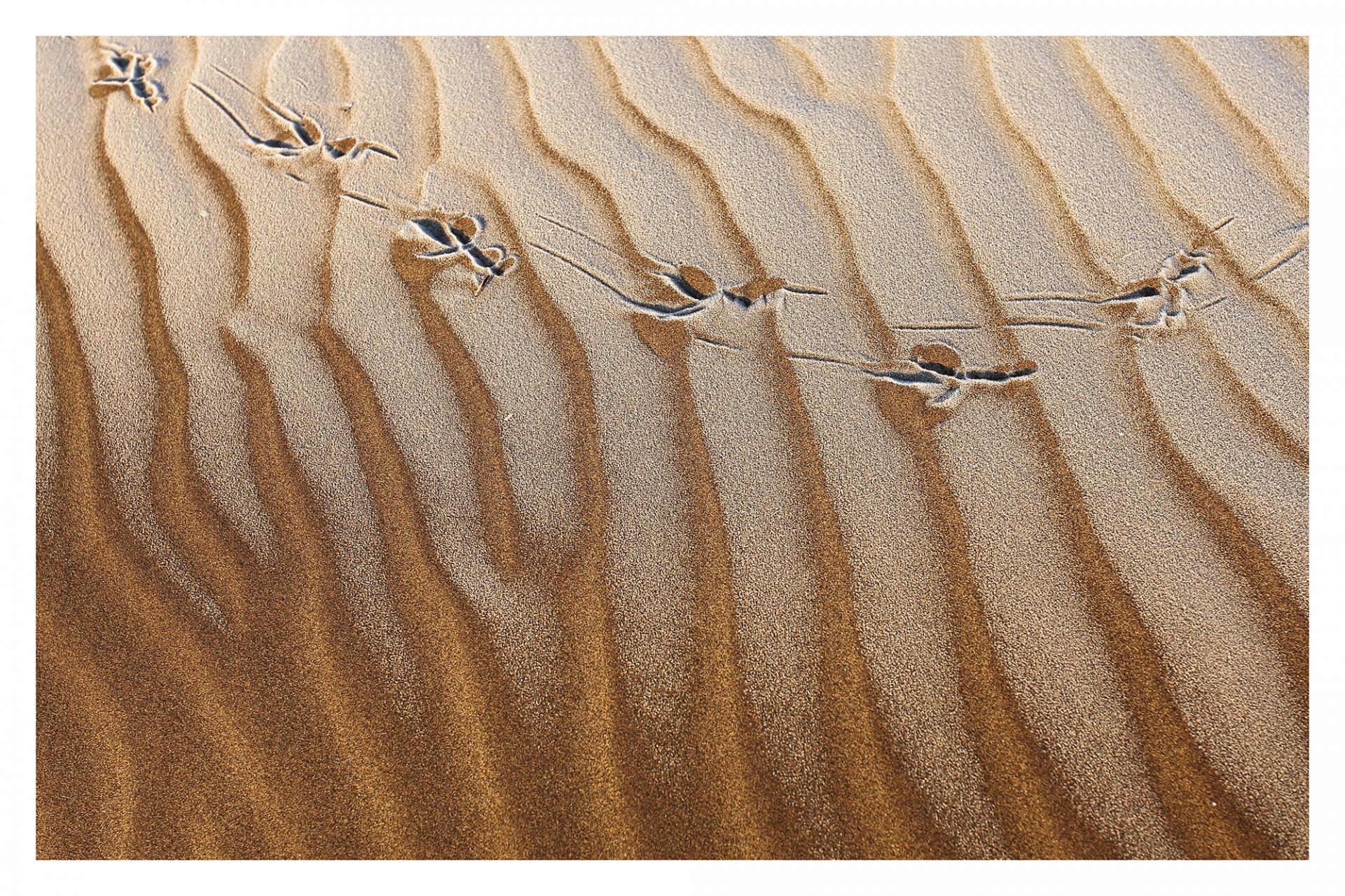 Traces de pas dans les dunes.
