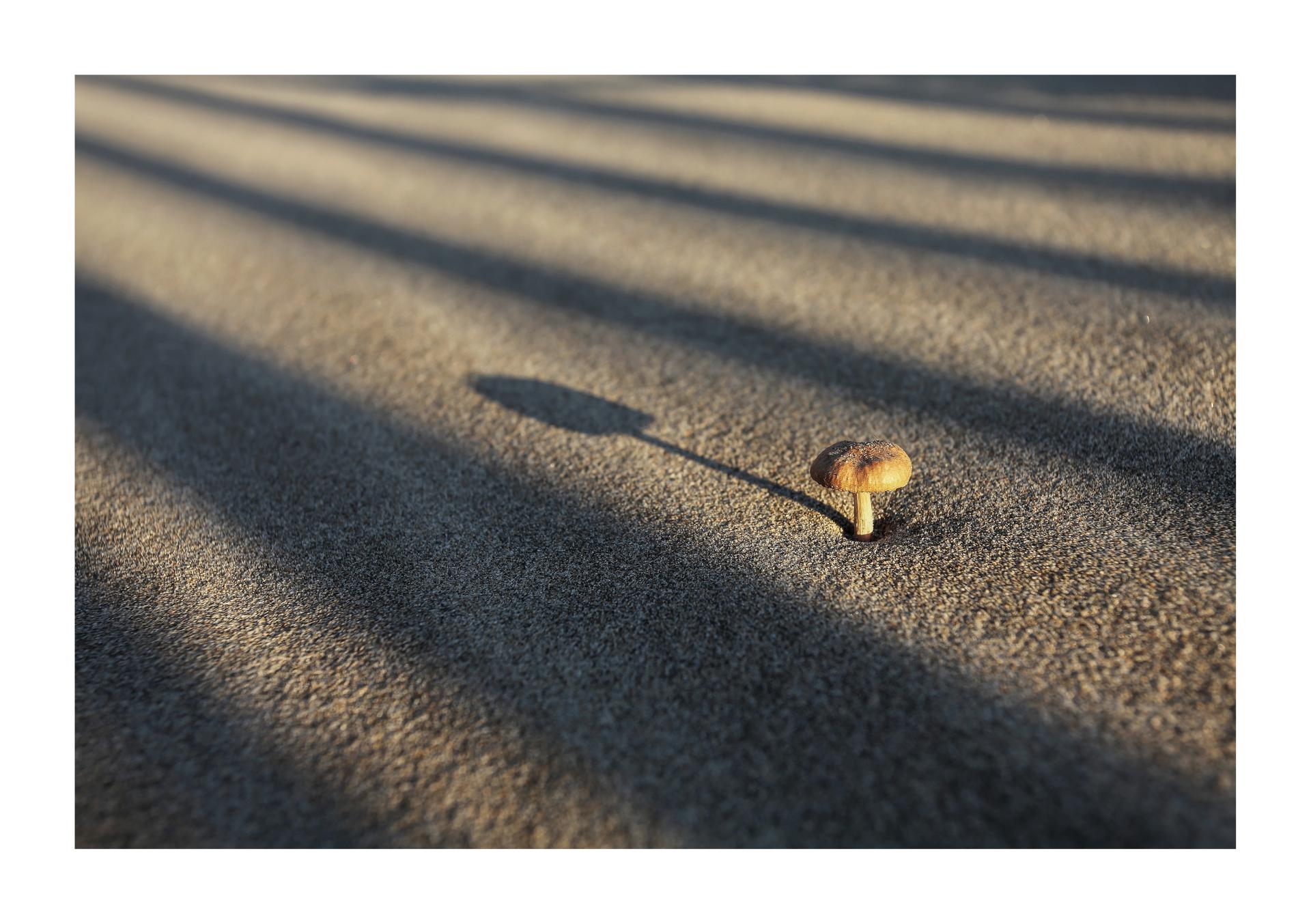 Psathyrelle des dunes (Psathyrella ammophila)