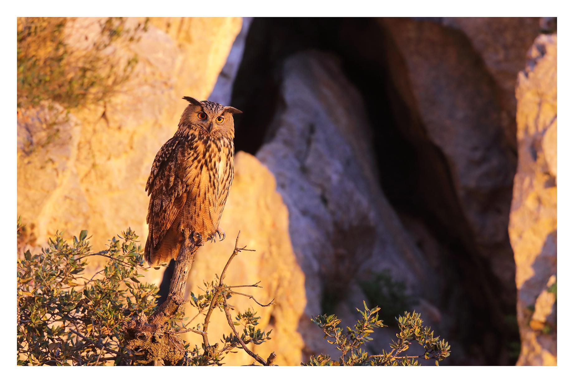 Le hibou grand duc