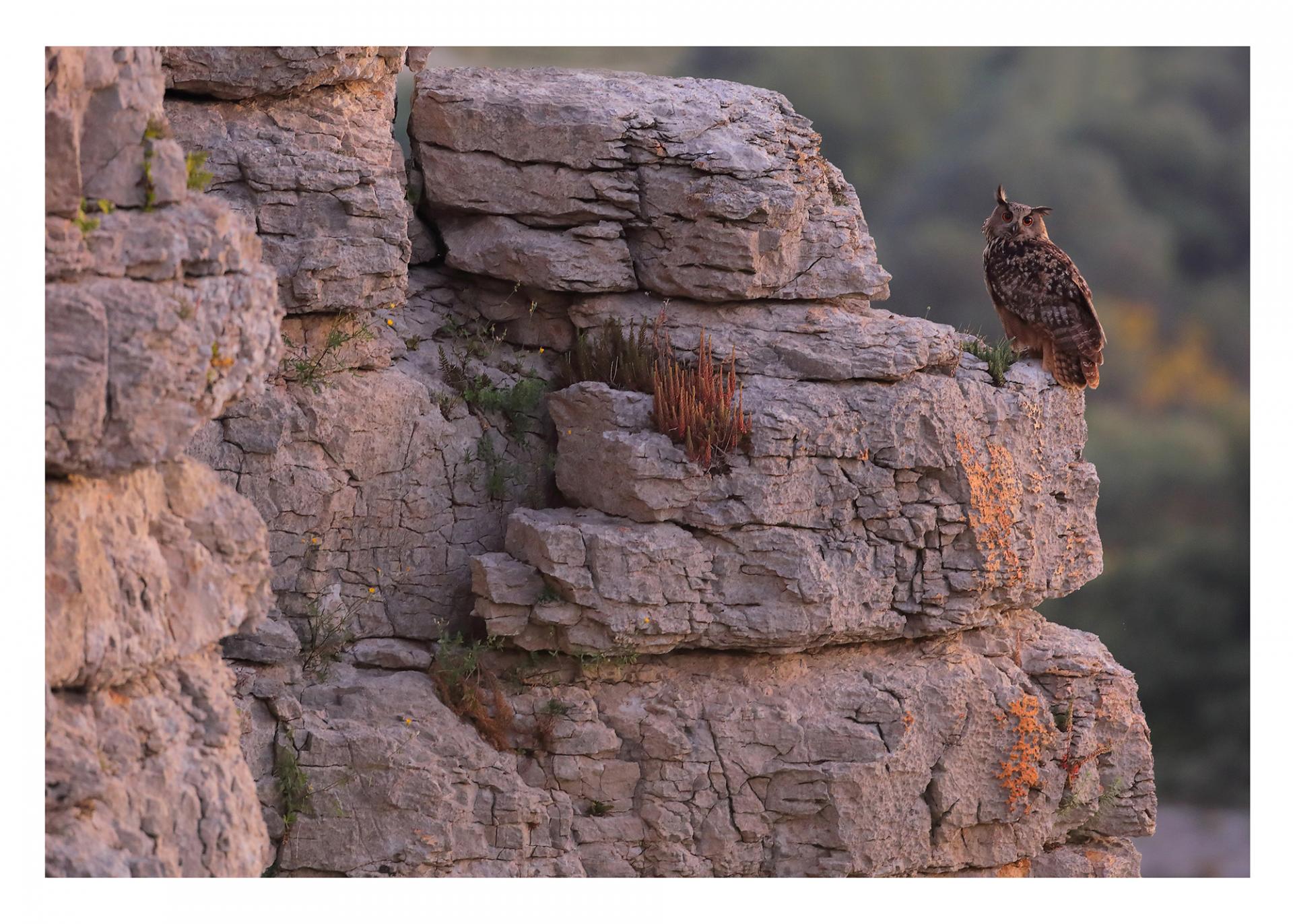 Le hibou grand-duc, le plus grand rapace nocturne - Photos Futura