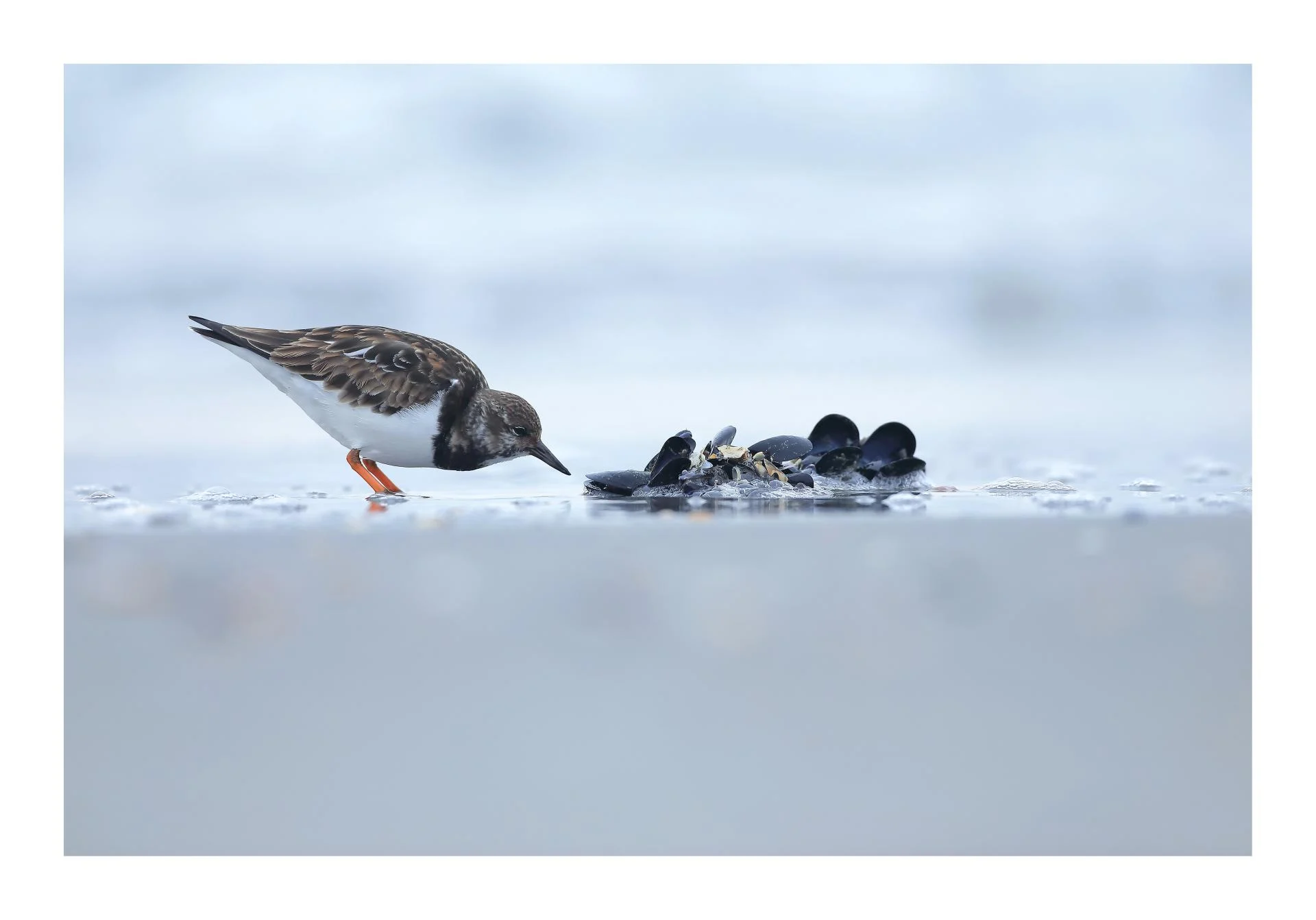 Tournepierre à collier Arenaria interpres - Ruddy Turnstone