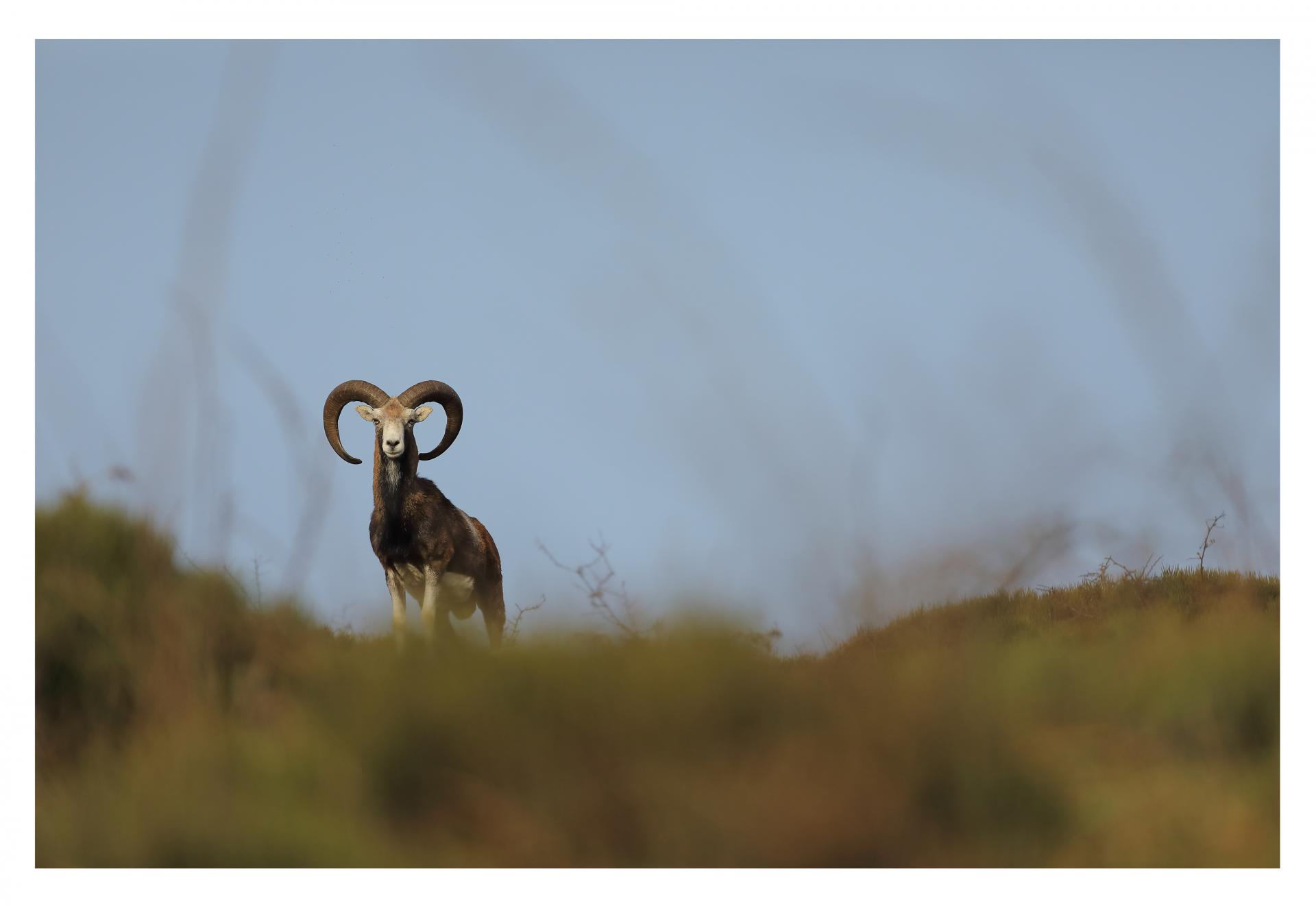 Mouflon