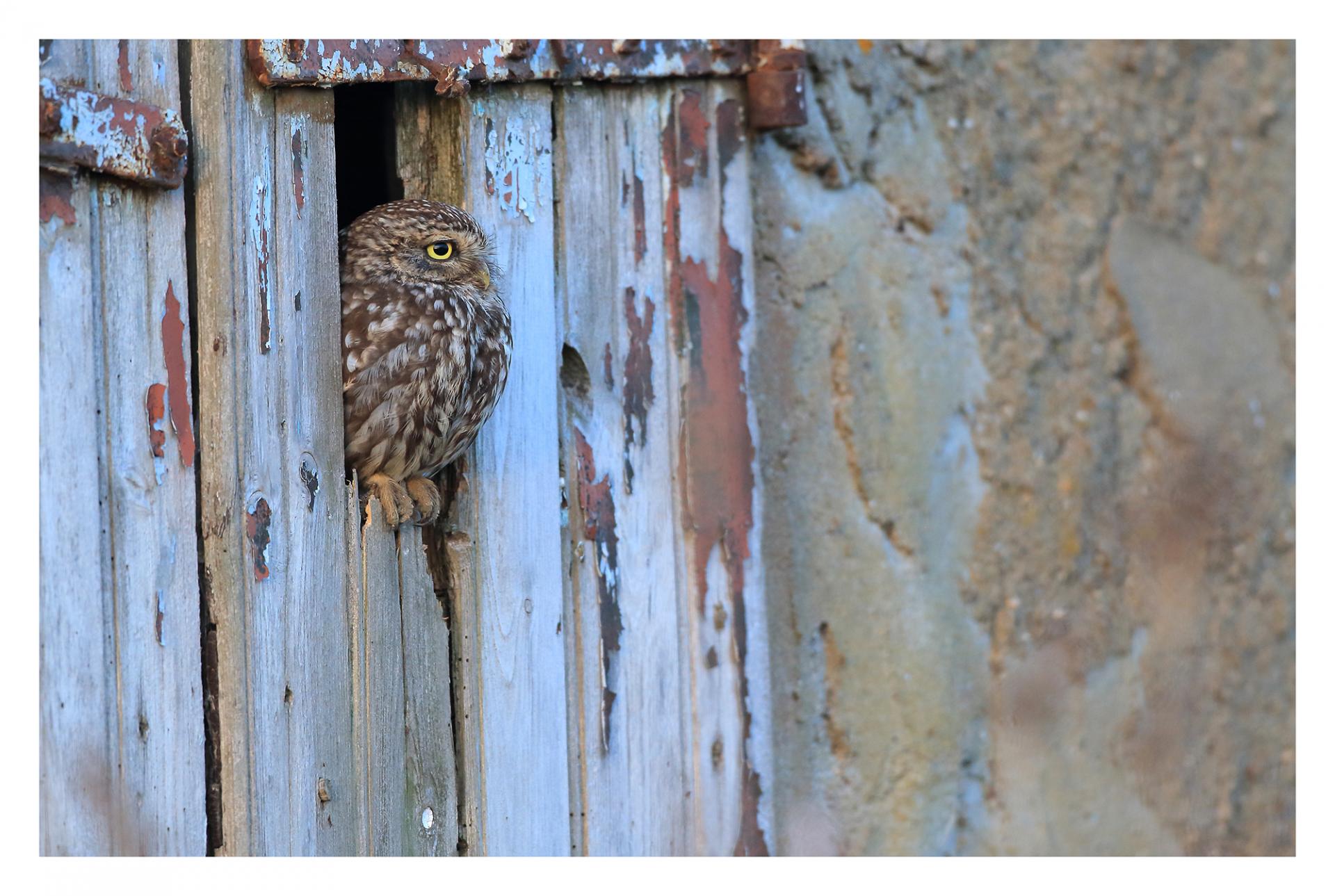 Chevêche d'Athéna Athene noctua - Little Owl