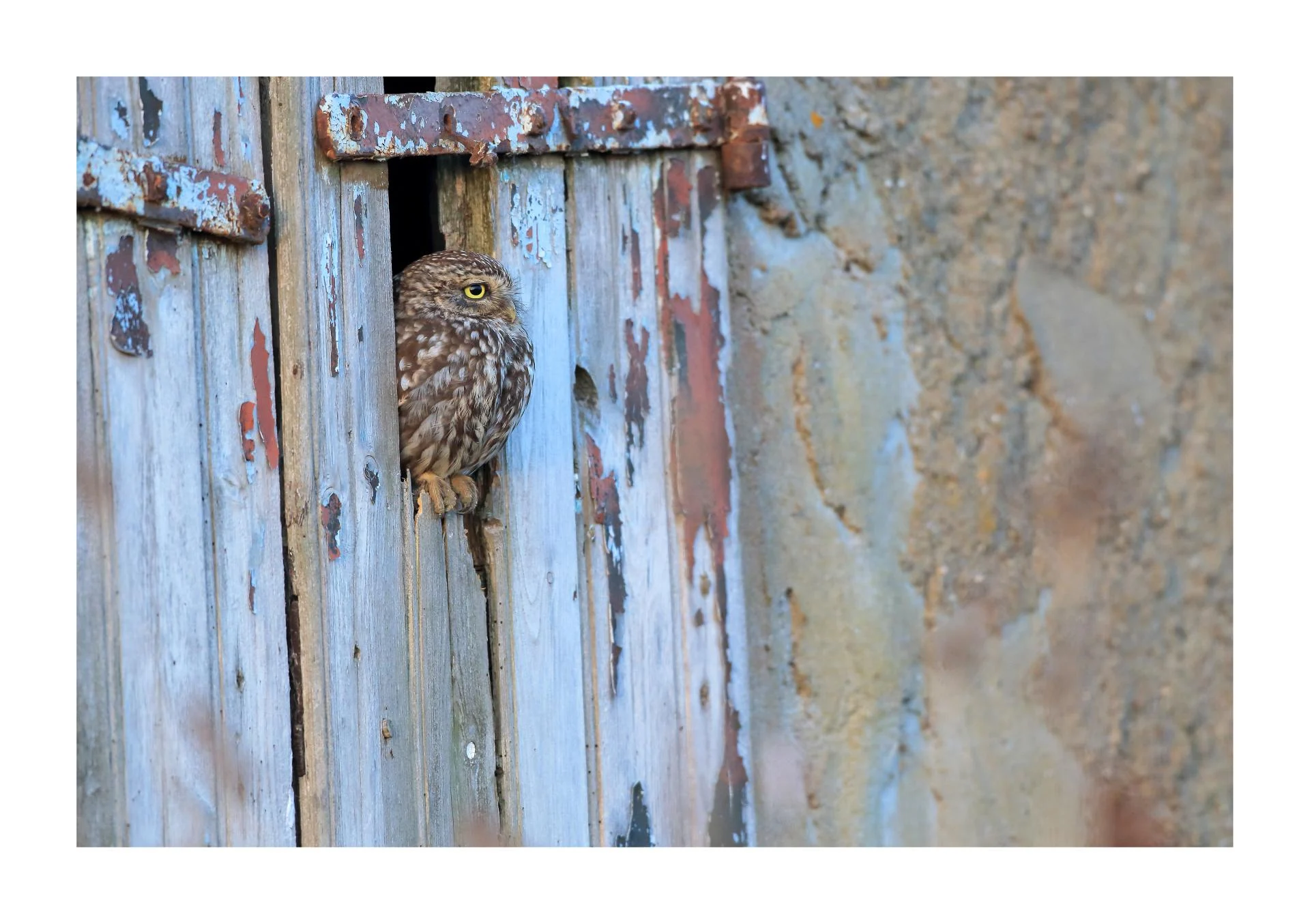 Chevêche d'Athéna Athene noctua - Little Owl