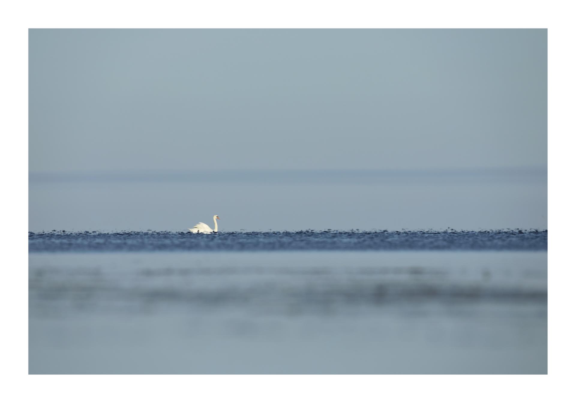 Cygne tuberculé Cygnus olor Mute Swan