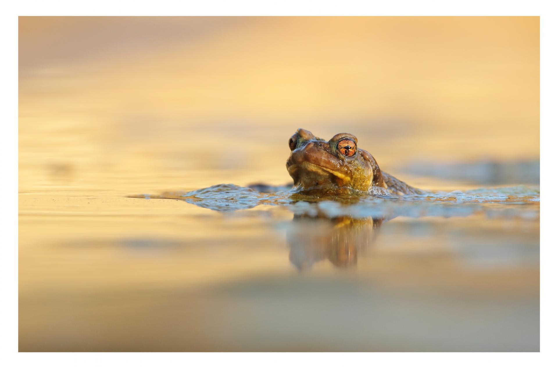 Crapaud épineux Bufo spinosus