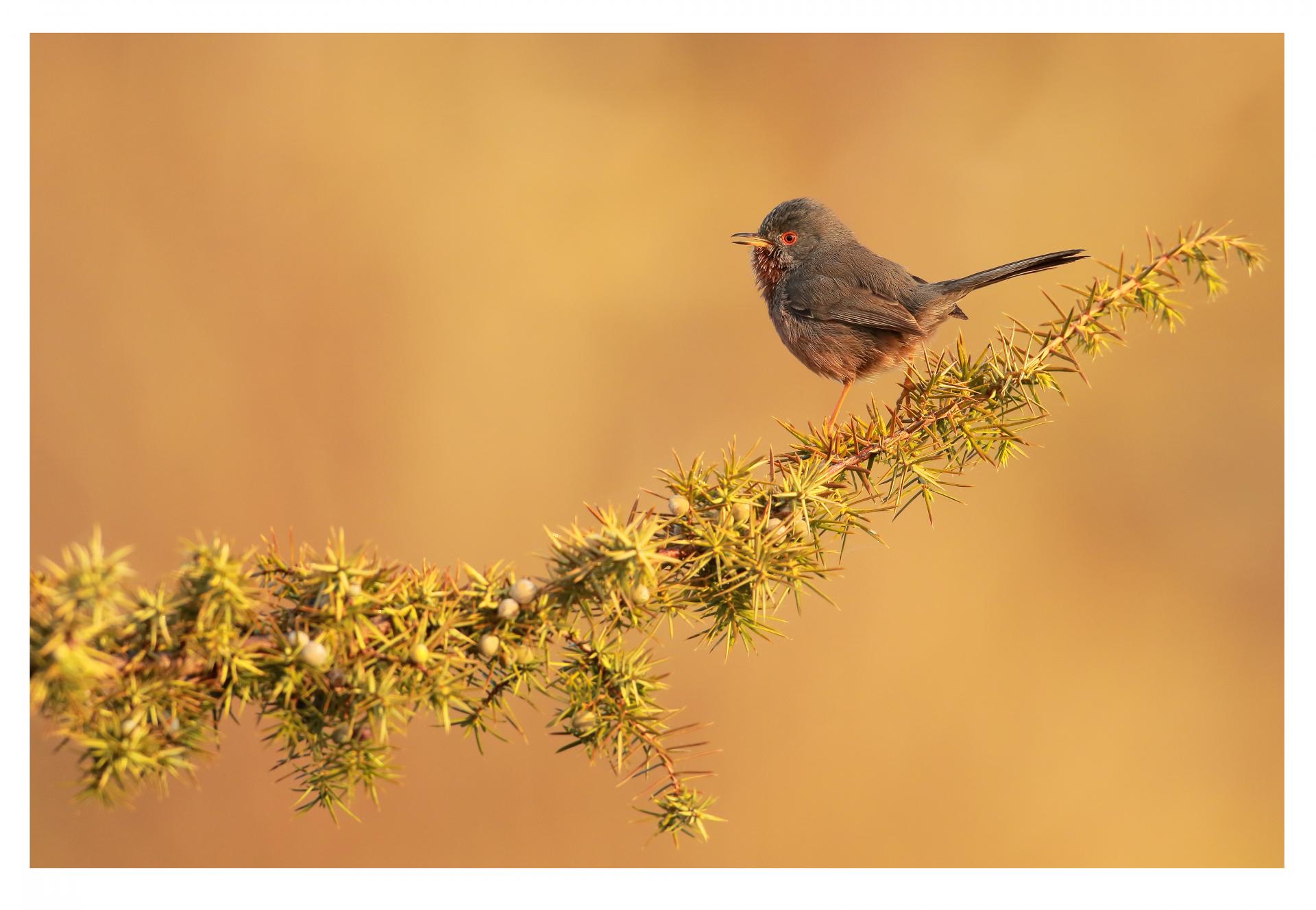 Fauvette pitchou Curruca undata - Dartford Warbler