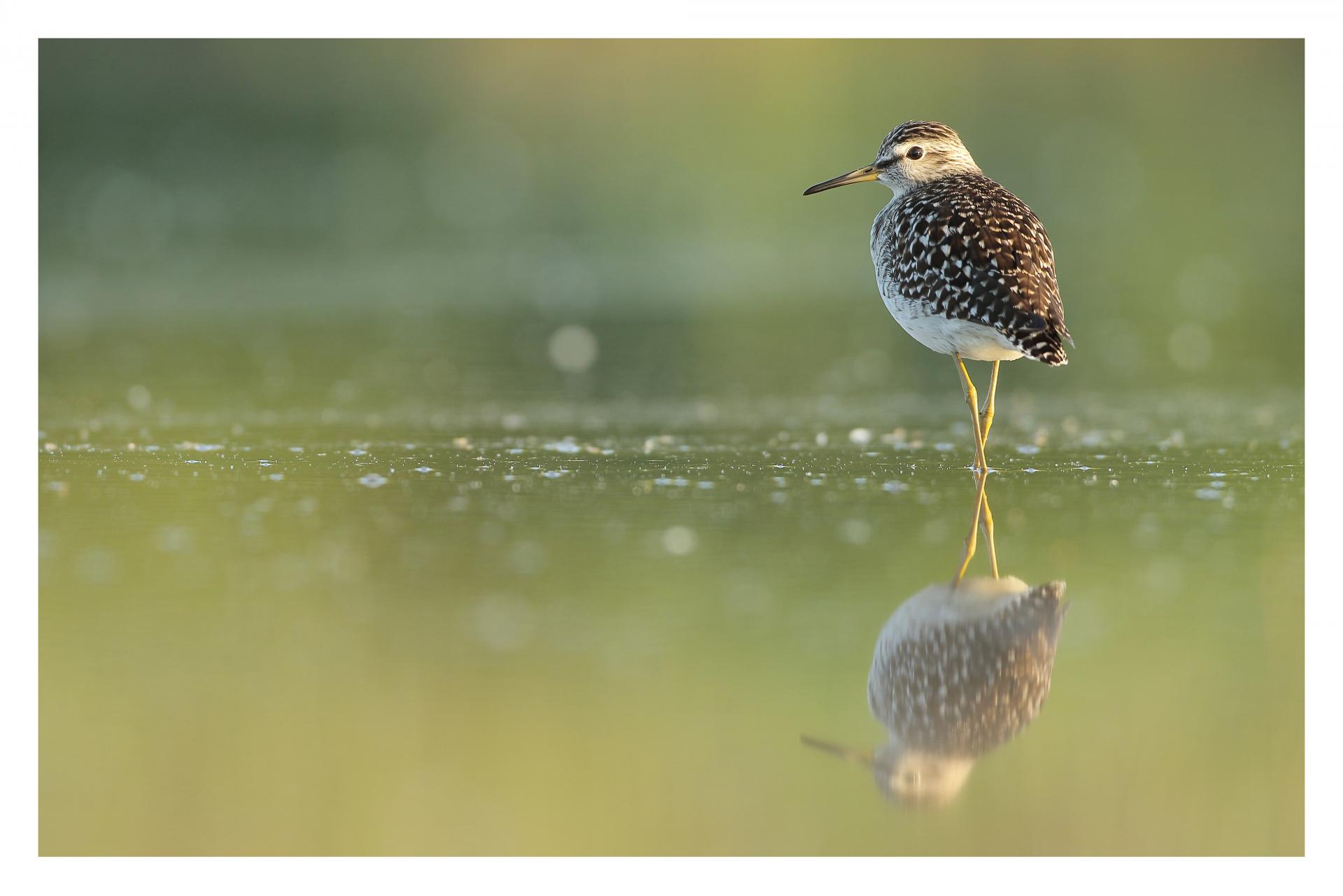 Chevalier sylvain Tringa glareola - Wood Sandpiper