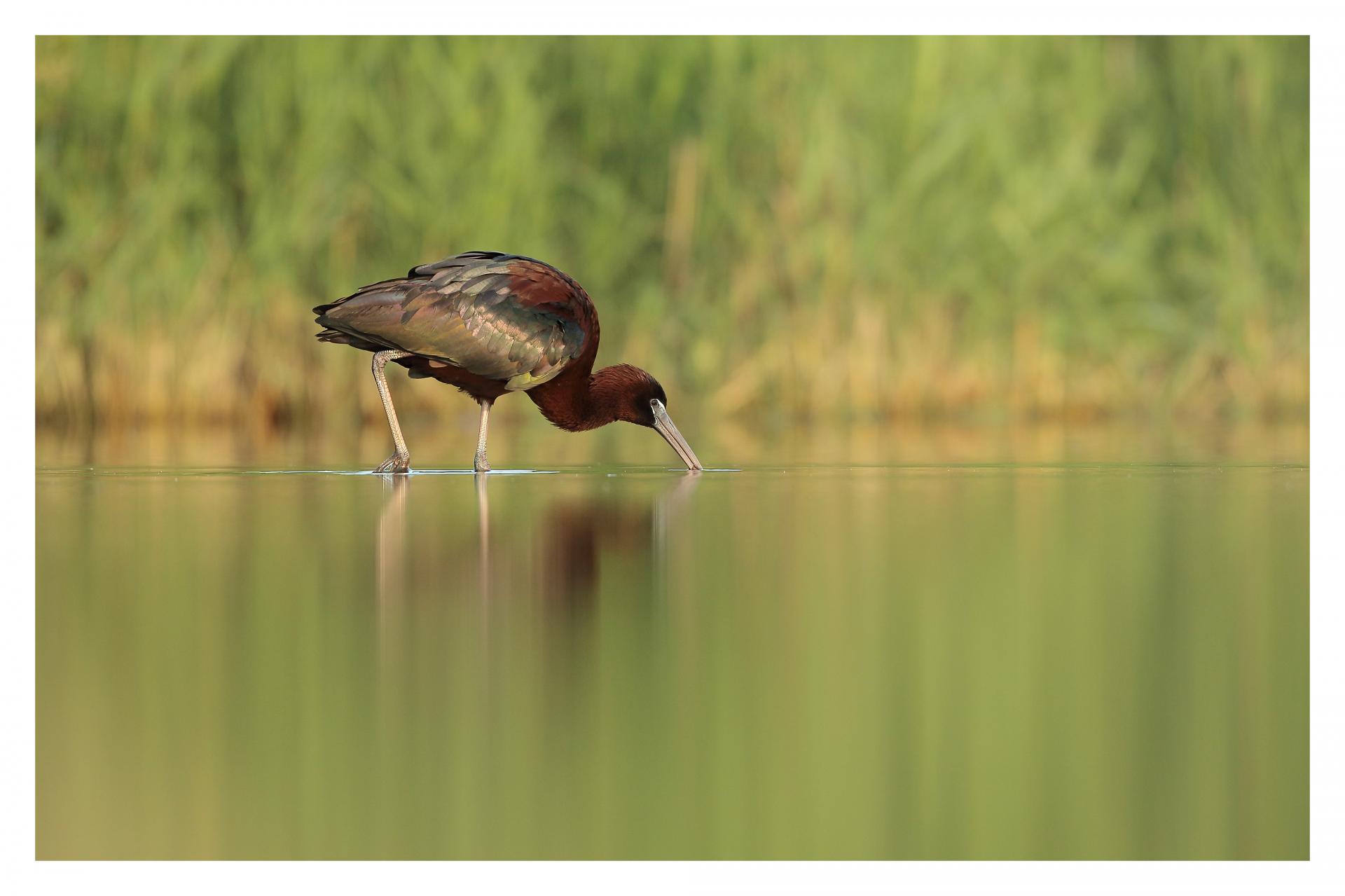 Ibis falcinelle Plegadis falcinellus - Glossy Ibis