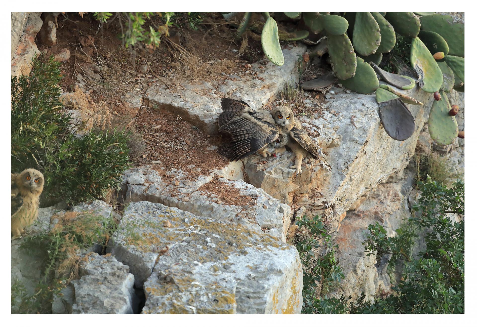 Grand-duc d'Europe Bubo bubo - Eurasian Eagle-Owl