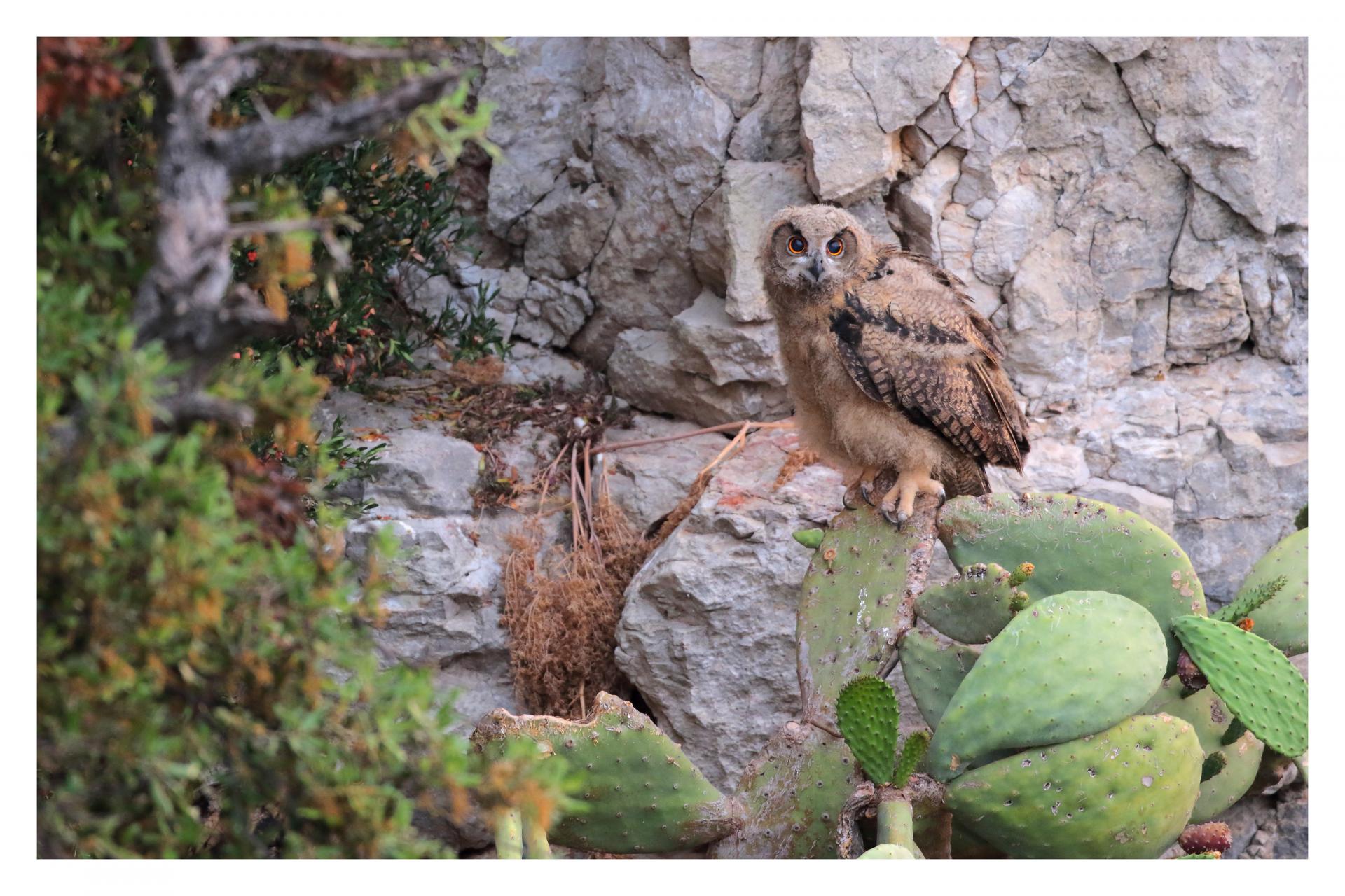 Grand-duc d'Europe Bubo bubo - Eurasian Eagle-Owl