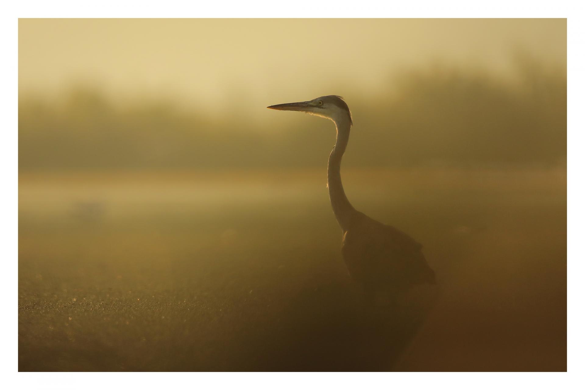 Héron cendré Ardea cinerea - Grey Heron