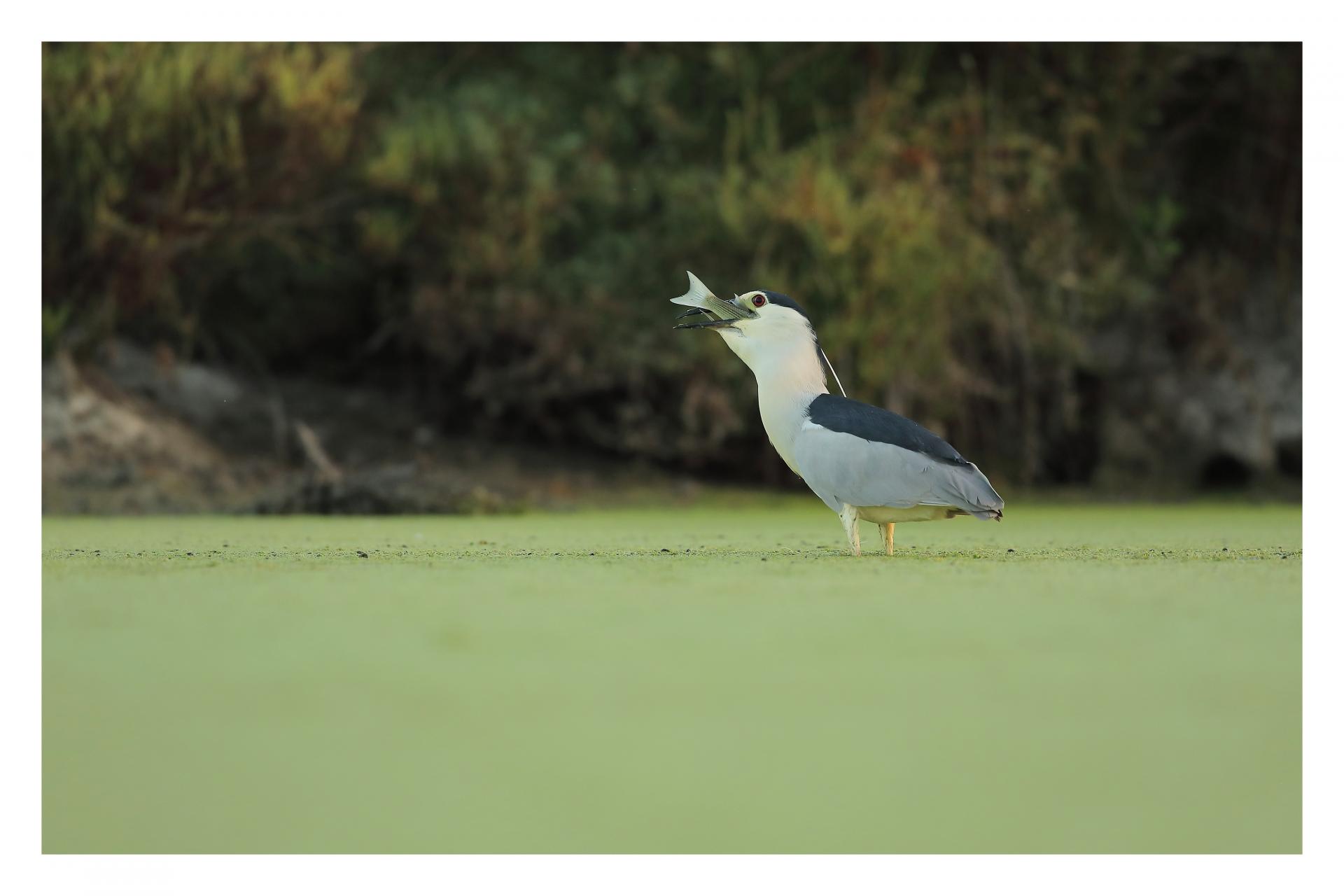 Bihoreau gris Nycticorax nycticorax - Black-crowned Night Heron