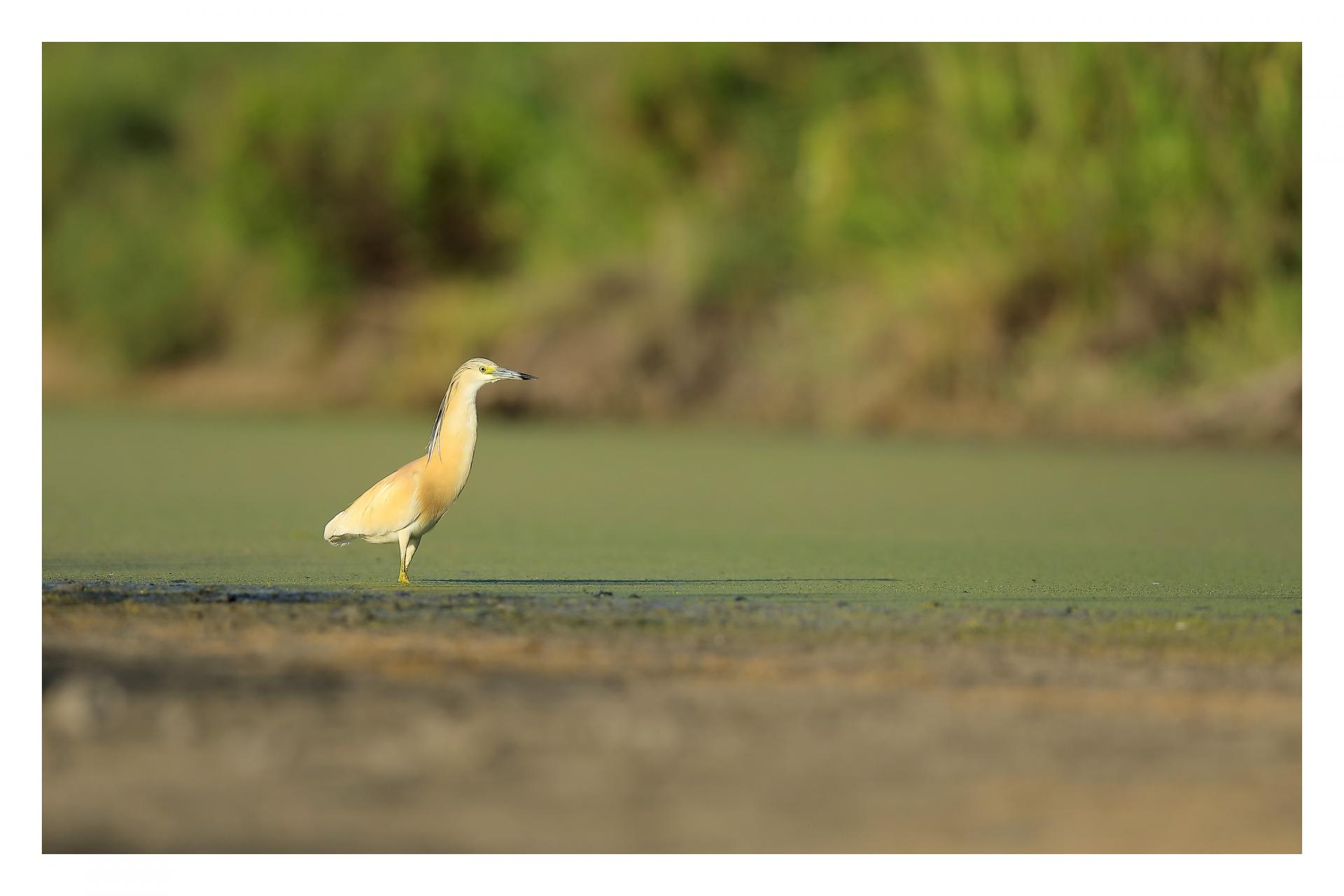 Crabier chevelu Ardeola ralloides - Squacco Heron