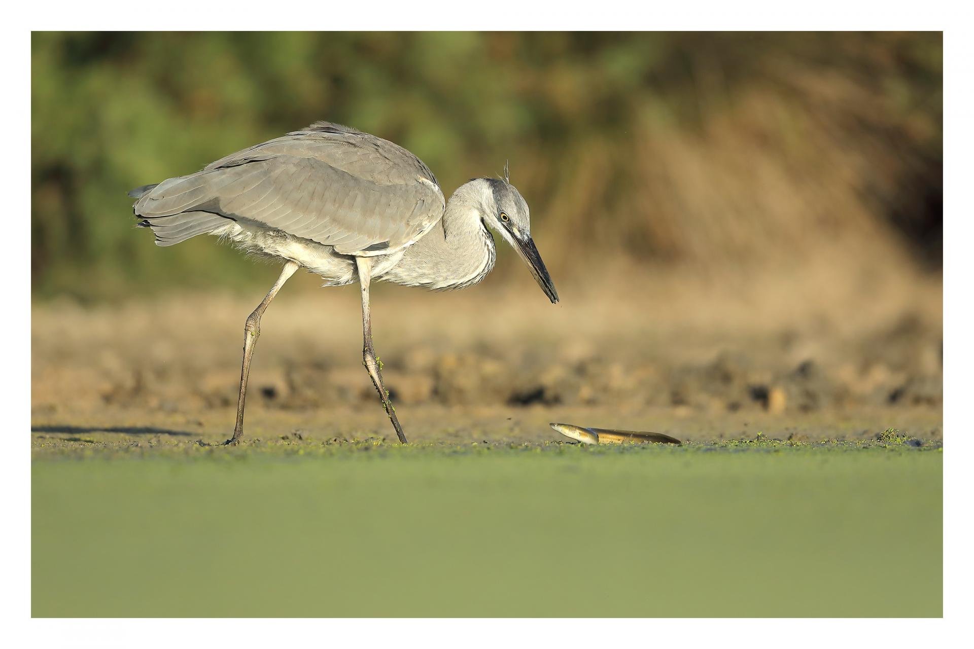 Héron cendré Ardea cinerea - Grey Heron