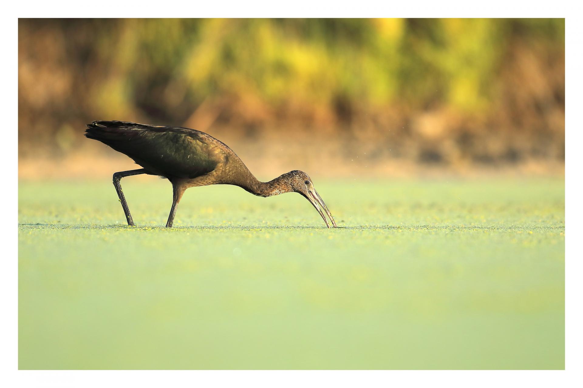 Ibis falcinelle Plegadis falcinellus - Glossy Ibis