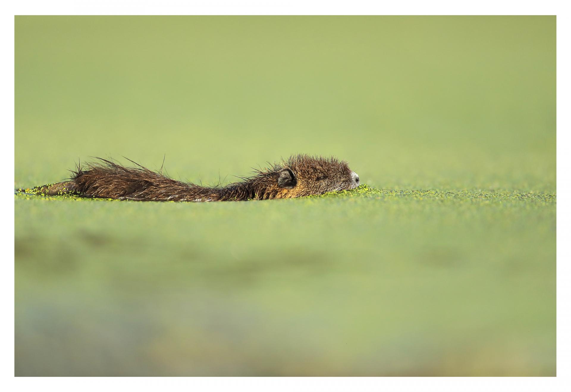 ragondin (Myocastor coypus)