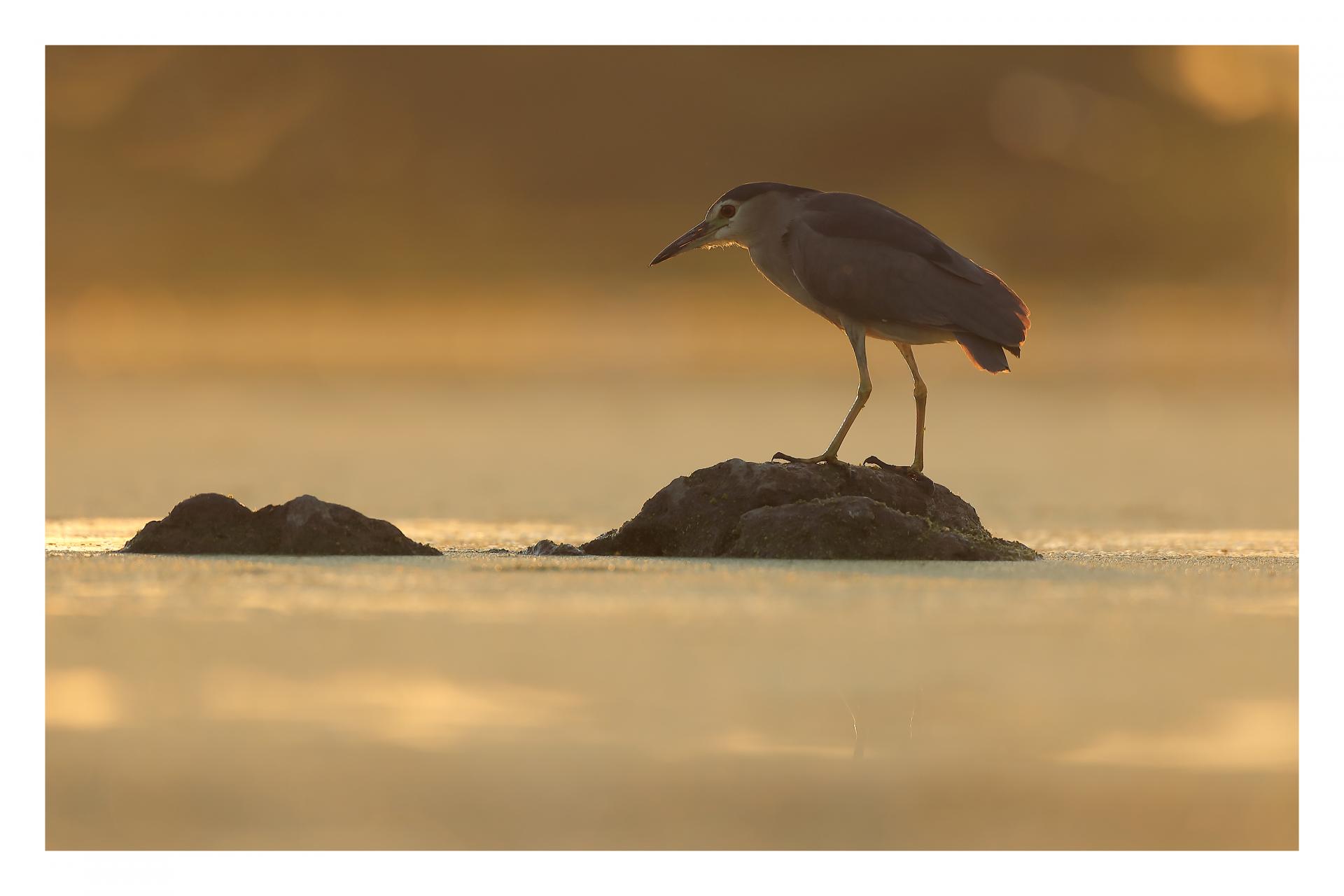 Bihoreau gris Nycticorax nycticorax - Black-crowned Night Heron