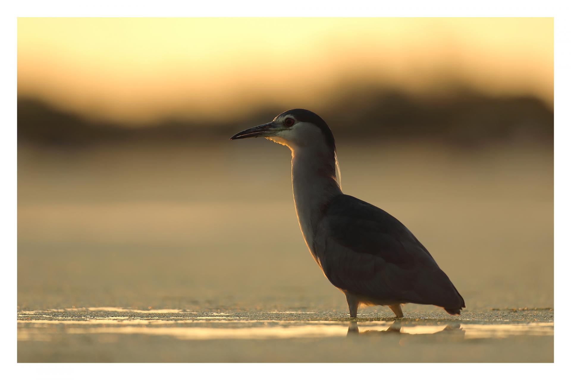 Bihoreau gris Nycticorax nycticorax - Black-crowned Night Heron