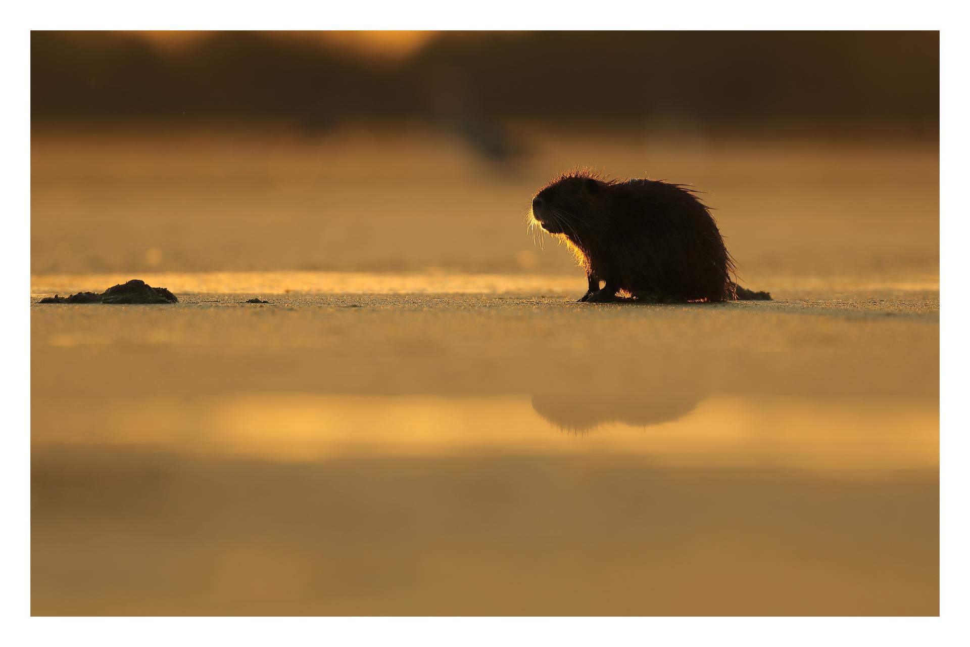 Le ragondin (Myocastor coypus)