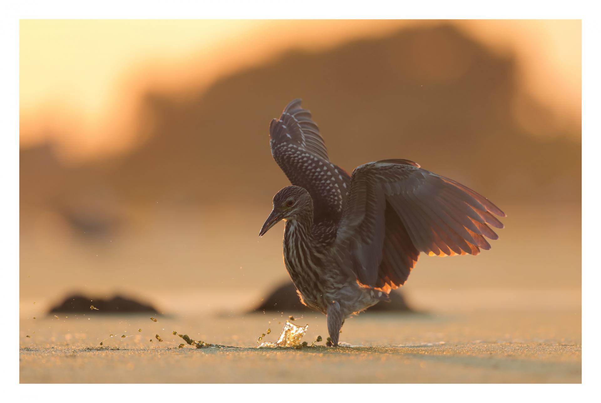 Bihoreau gris Nycticorax nycticorax - Black-crowned Night Heron