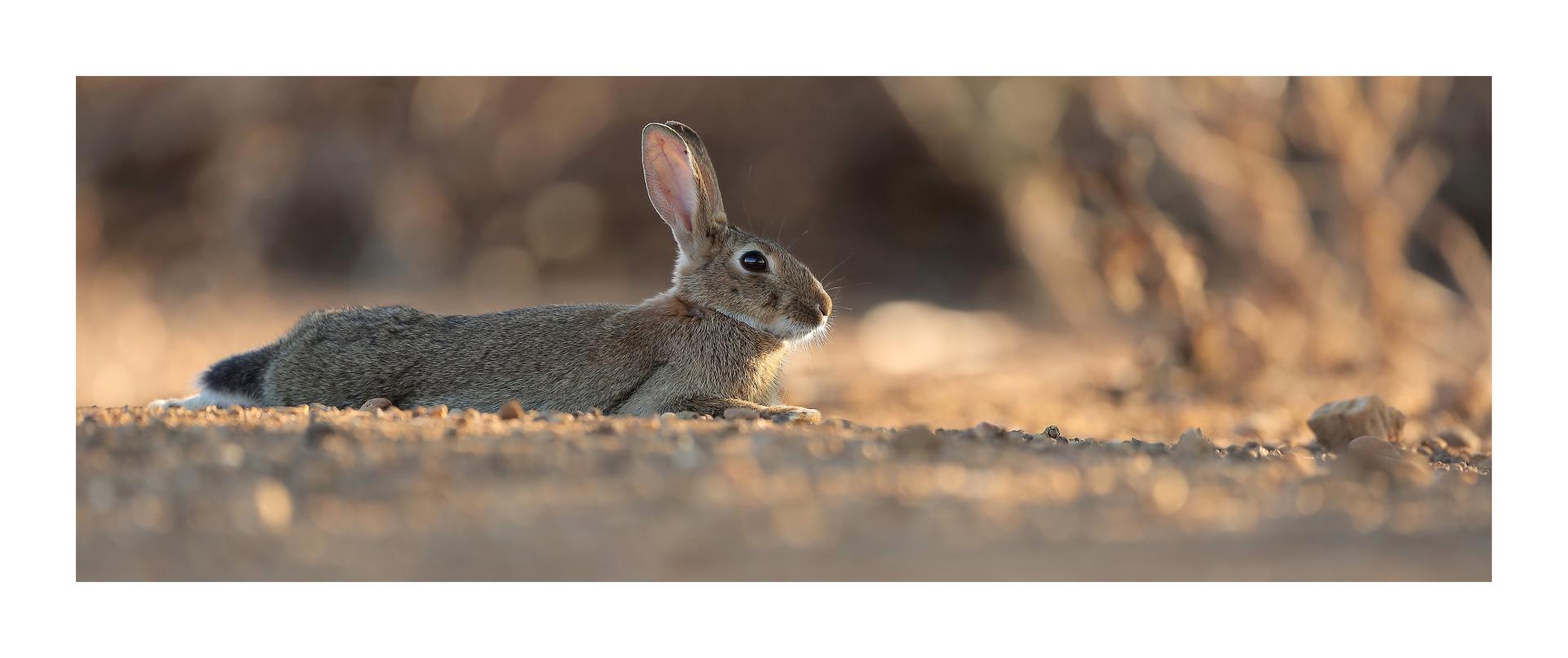 Lapin de garenne