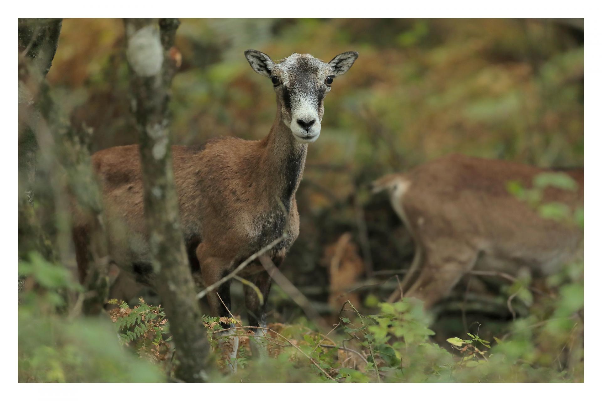 Mouflon à l'approche dans les bois
