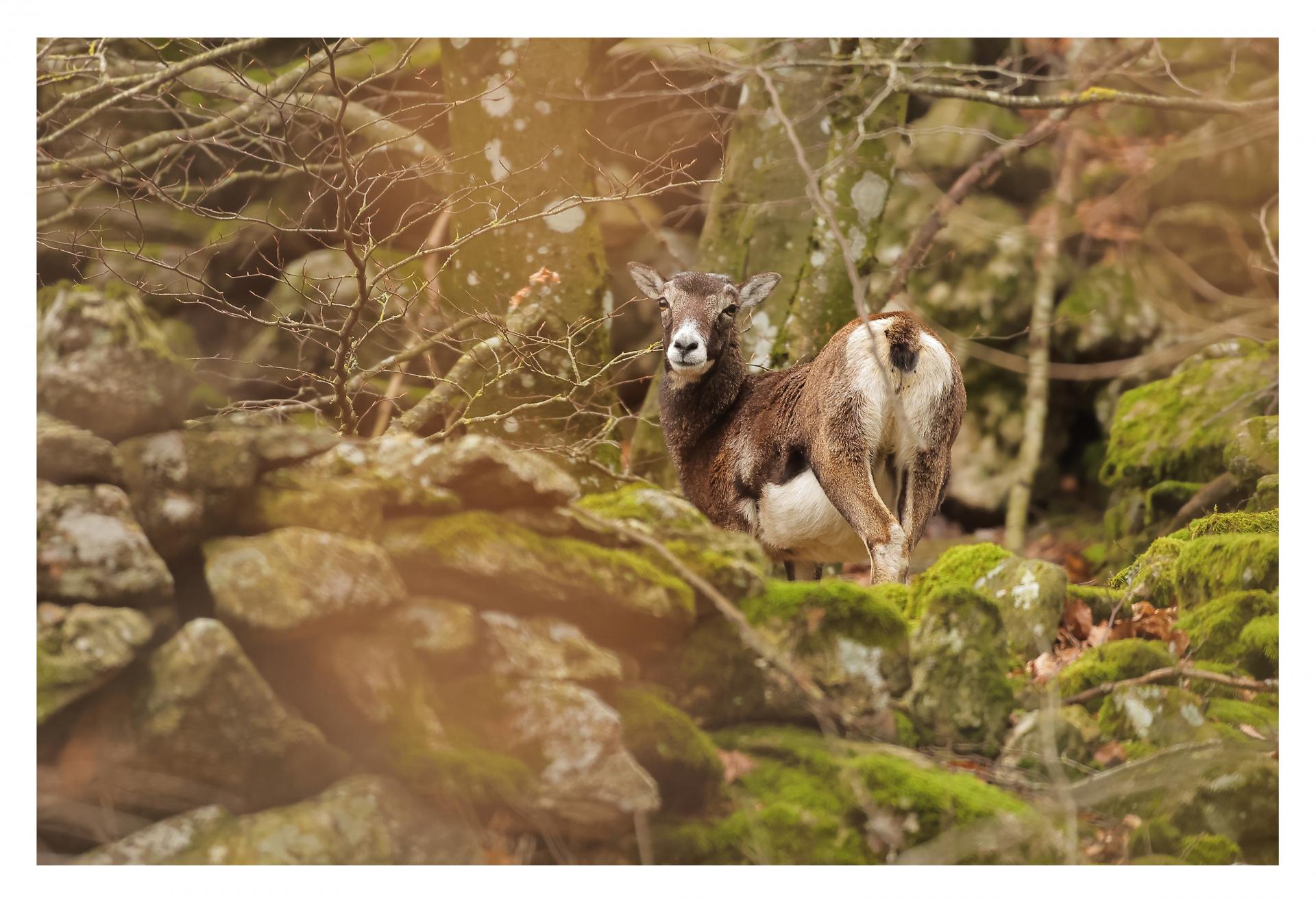 Mouflon