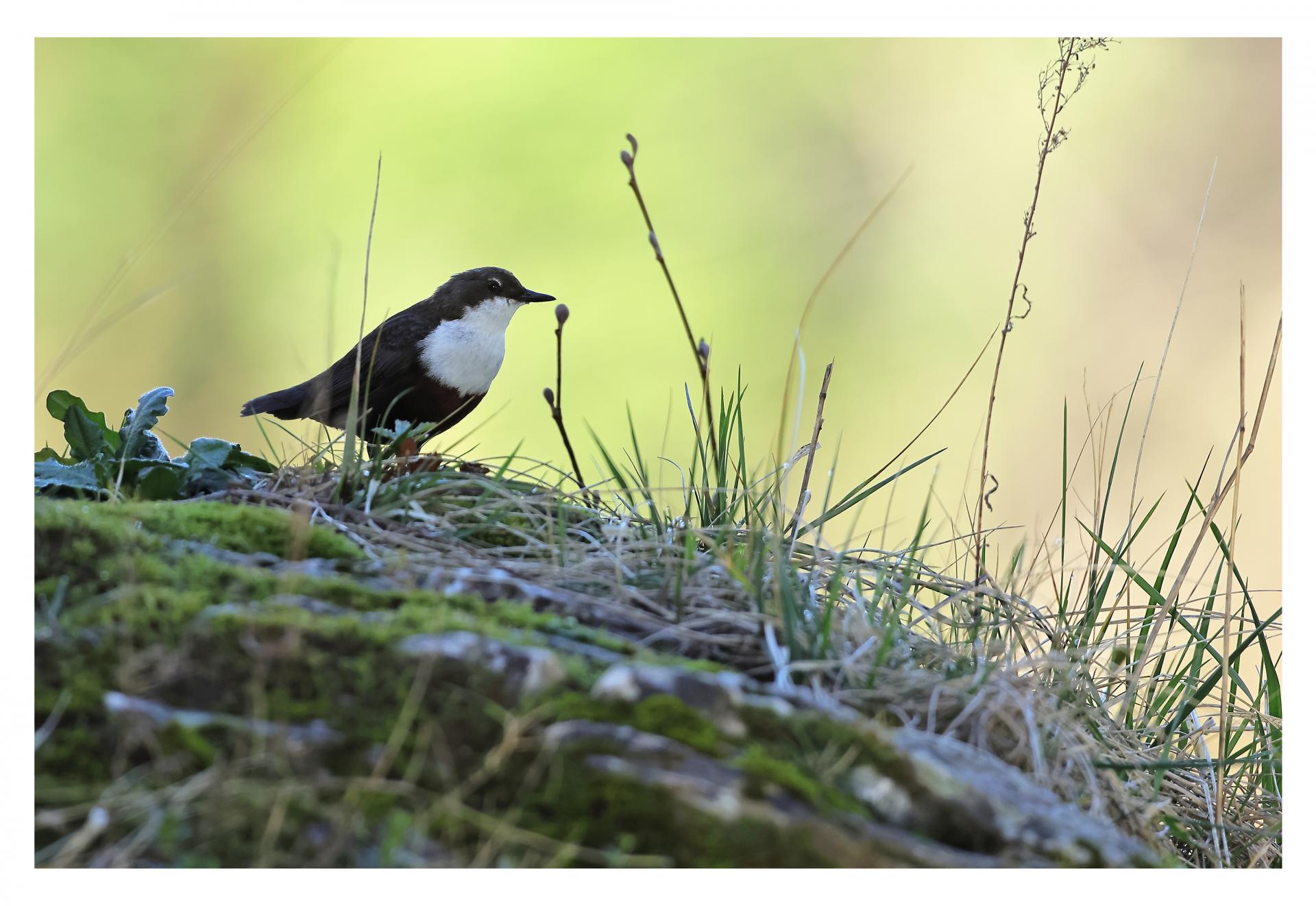 Cincle plongeur Cinclus cinclus - White-throated Dipper