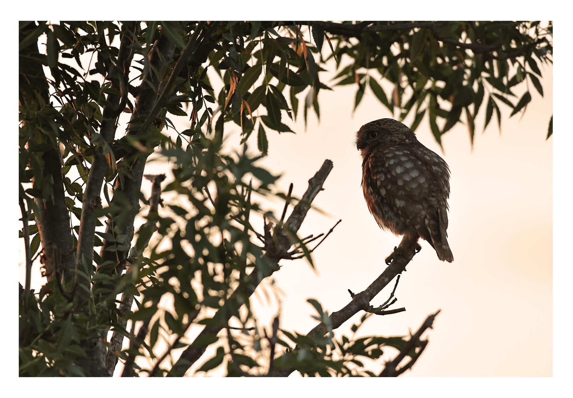 Chevêche d'Athéna Athene noctua - Little Owl
