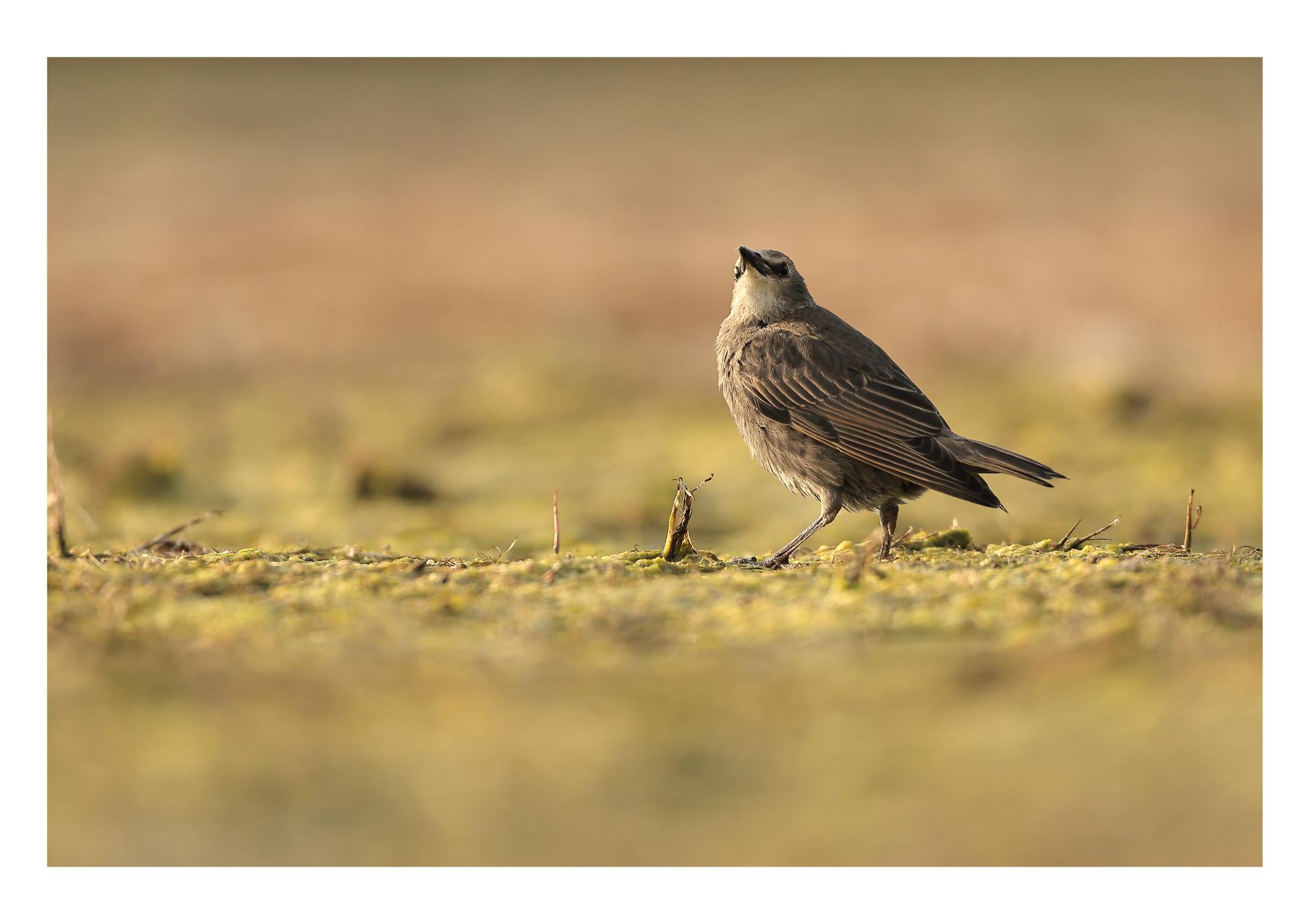Étourneau sansonnet Sturnus vulgaris - Common Starling