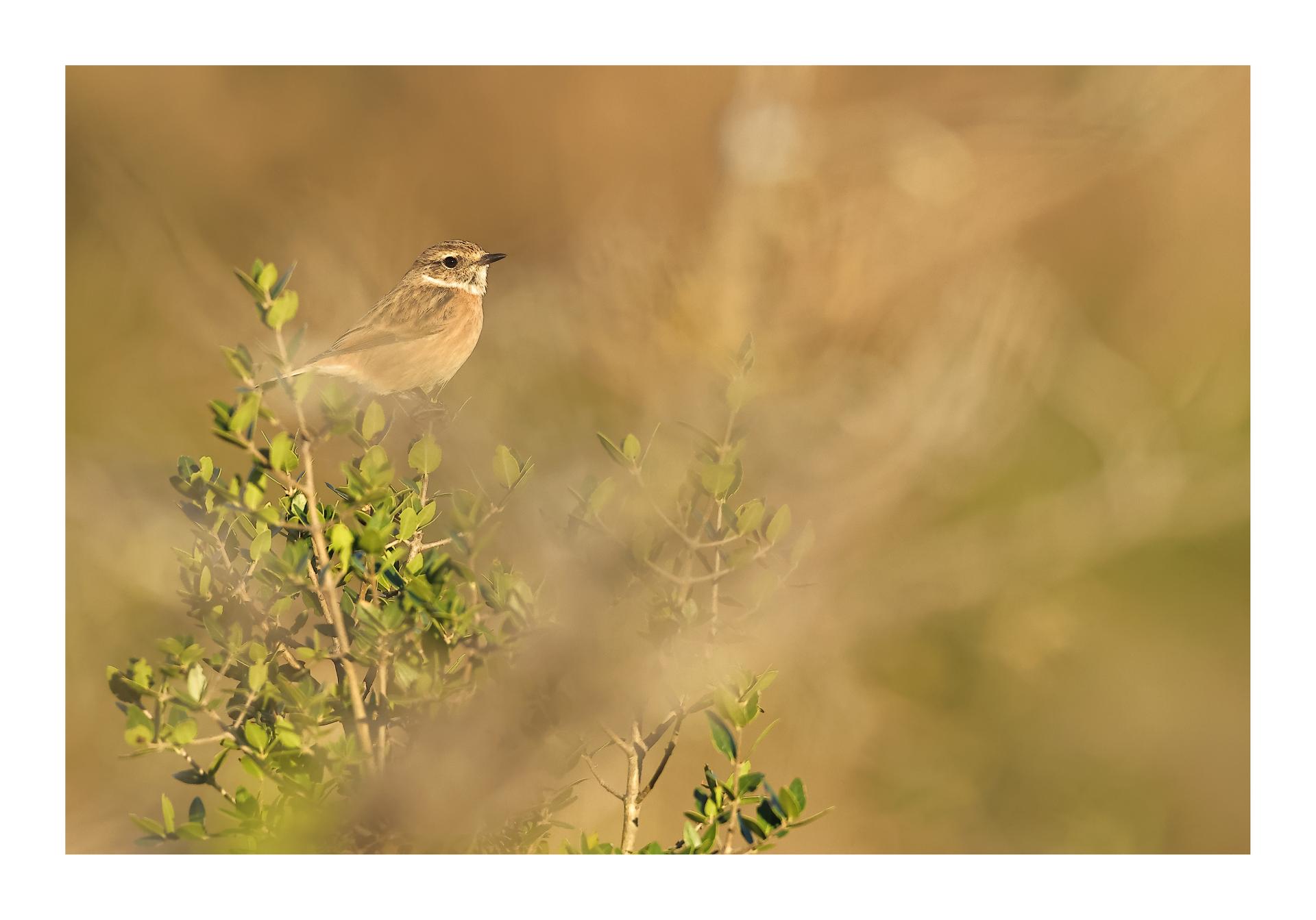 Tarier pâtre Saxicola rubicola - European Stonechat