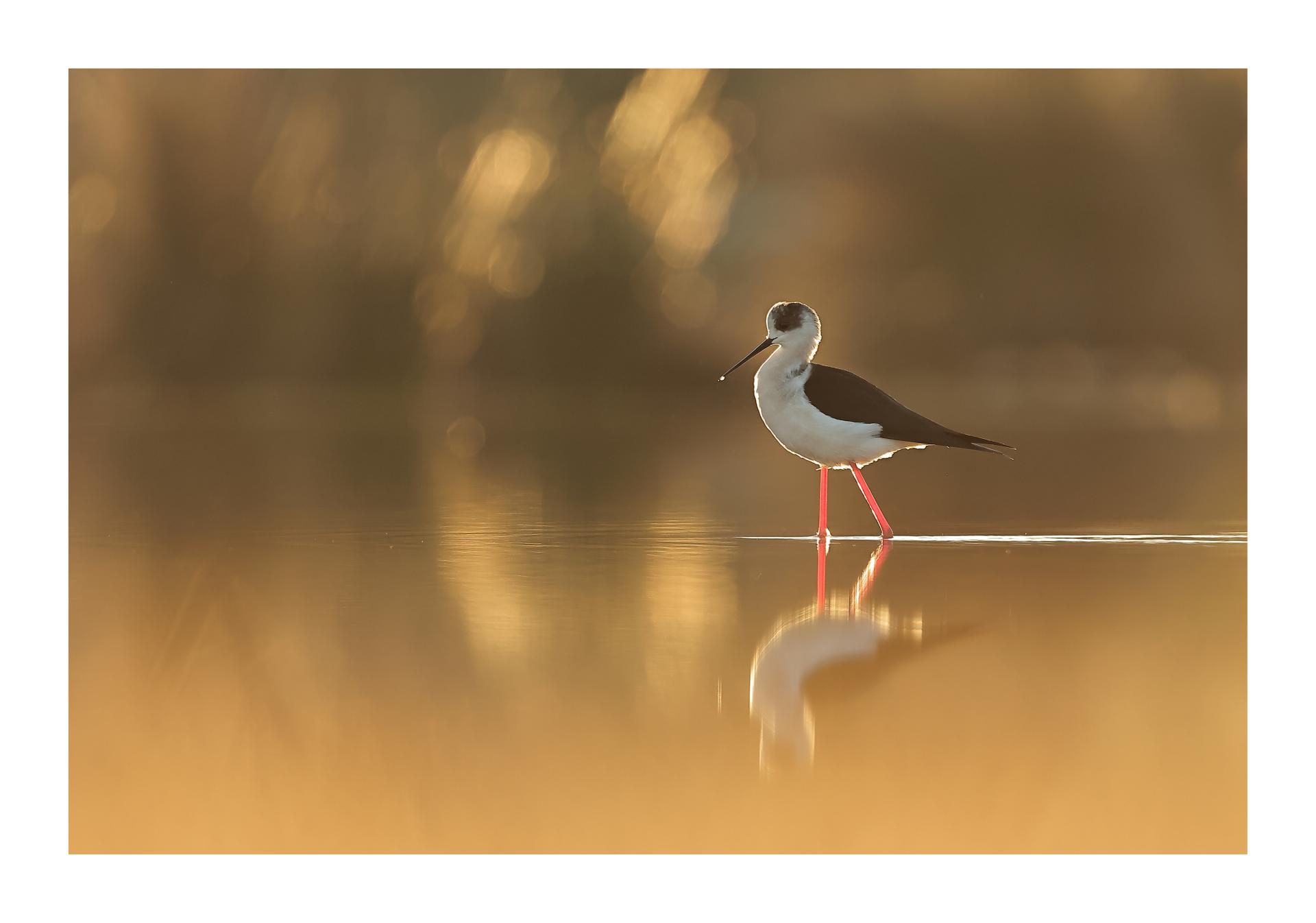 Échasse blanche Himantopus himantopus - Black-winged Stilt