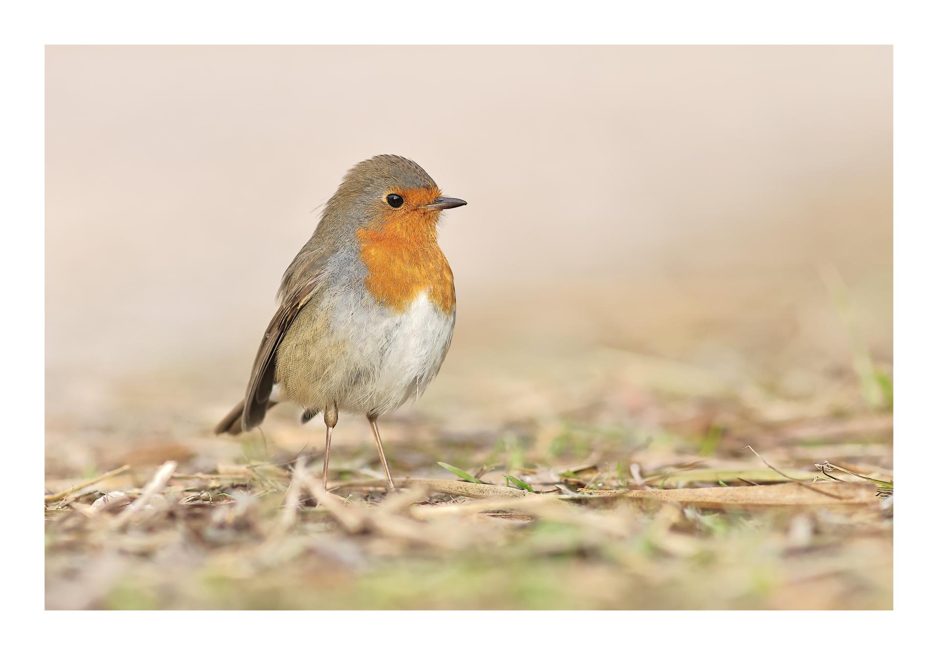 Rougegorge familier Erithacus rubecula - European Robin