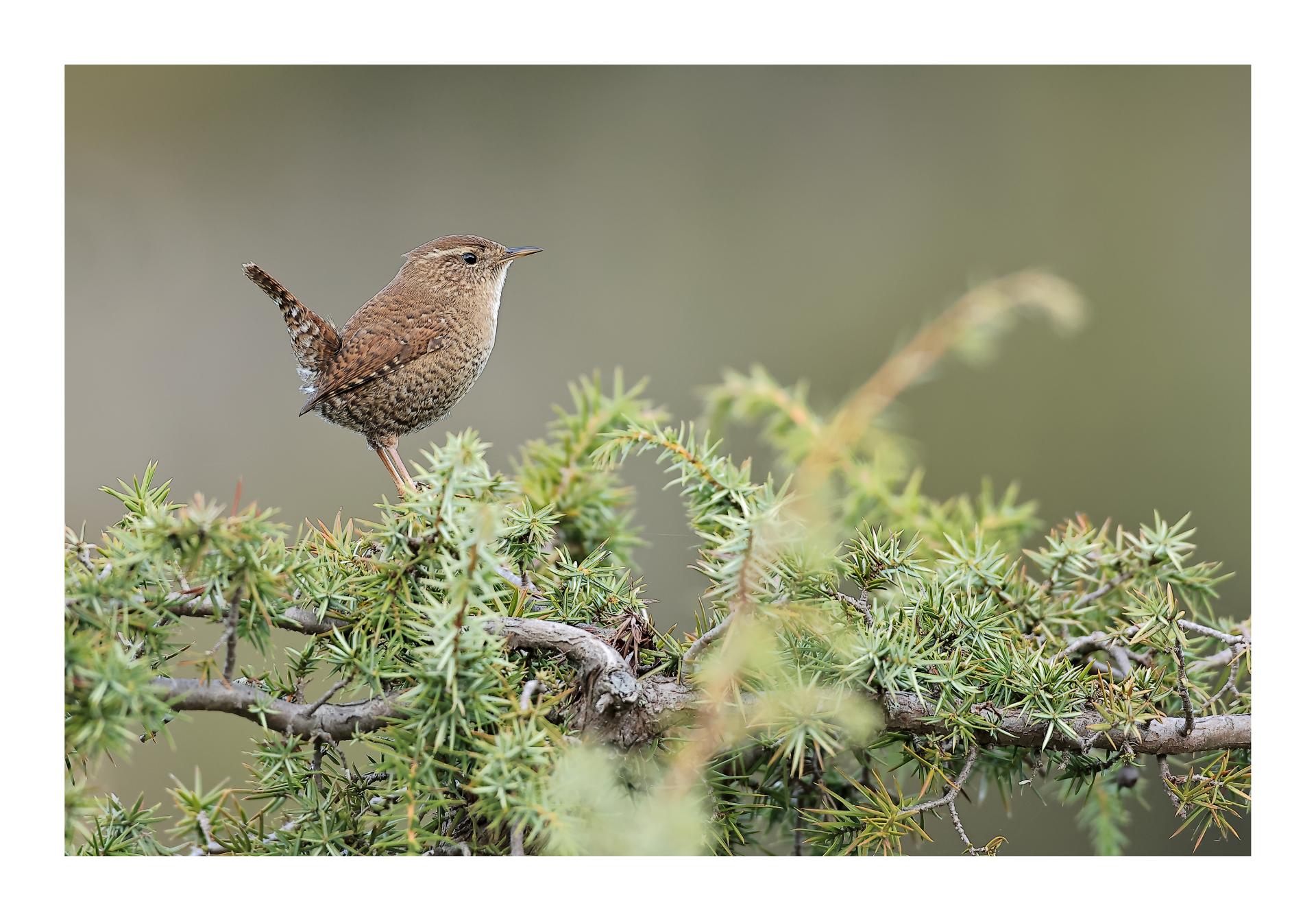 Troglodyte mignon Troglodytes troglodytes - Eurasian Wren