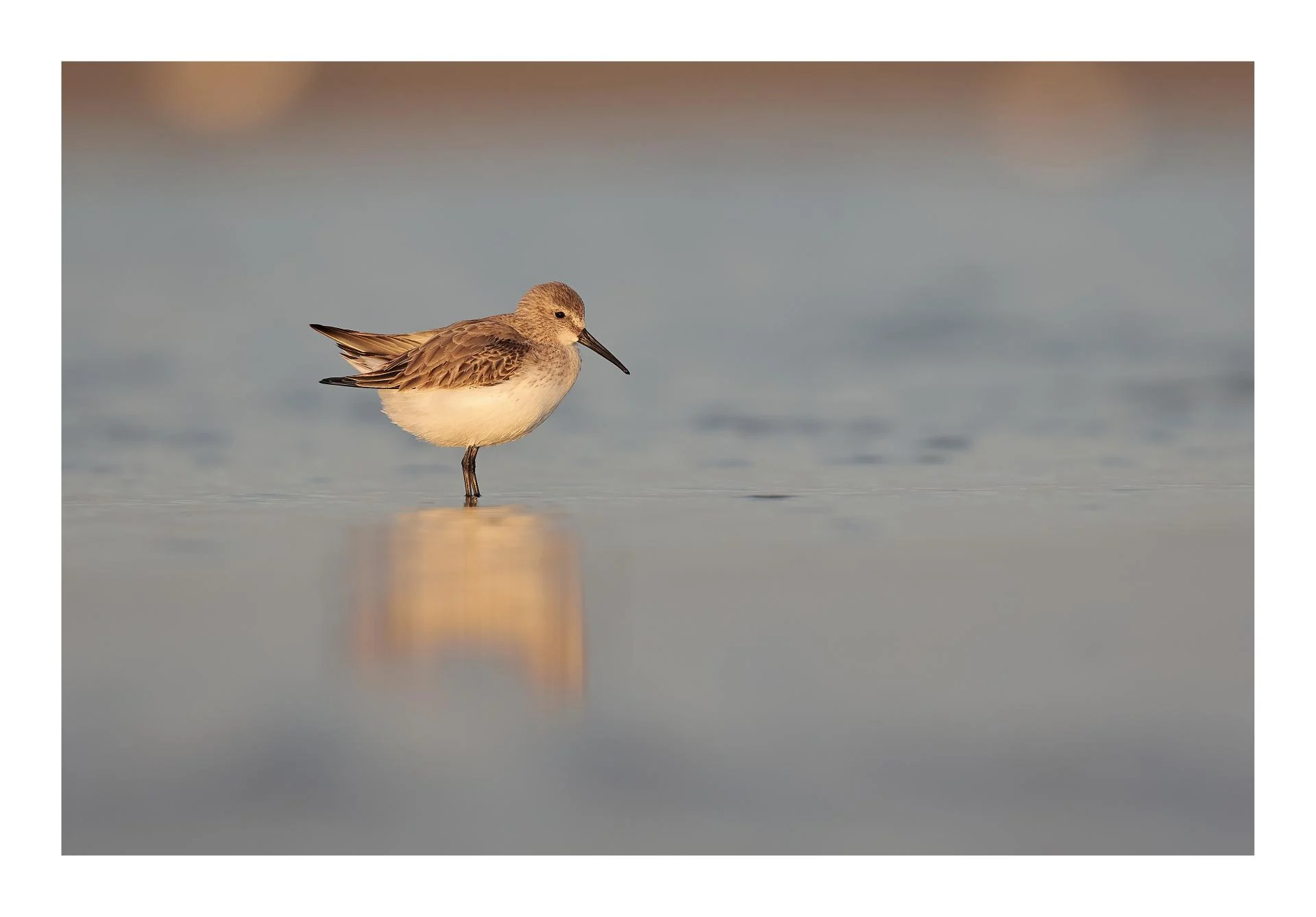 Bécasseau variable Calidris alpina - Dunlin