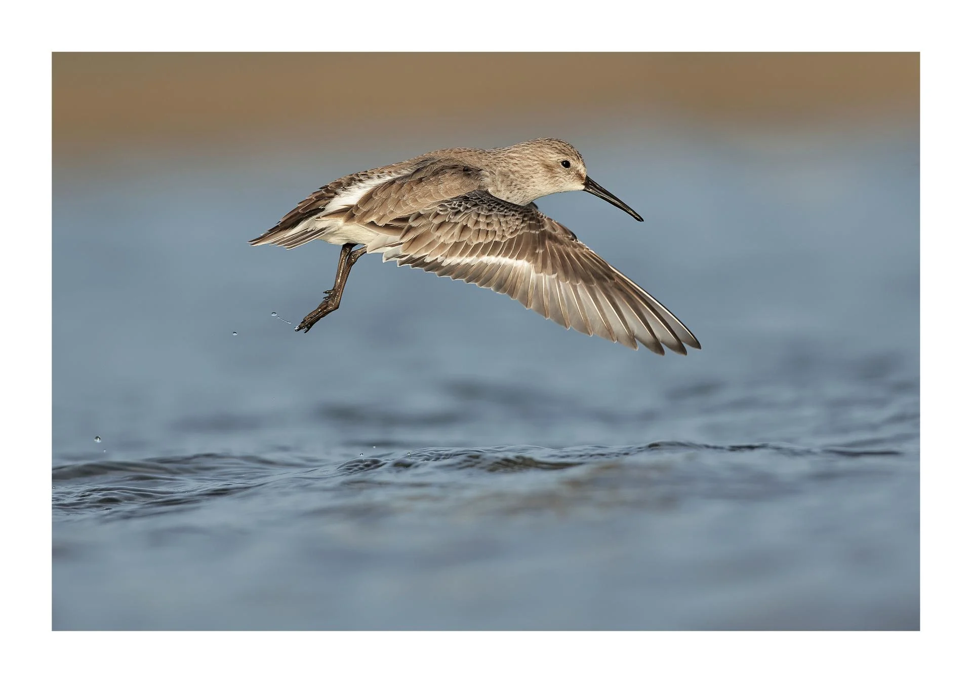 Bécasseau variable Calidris alpina - Dunlin