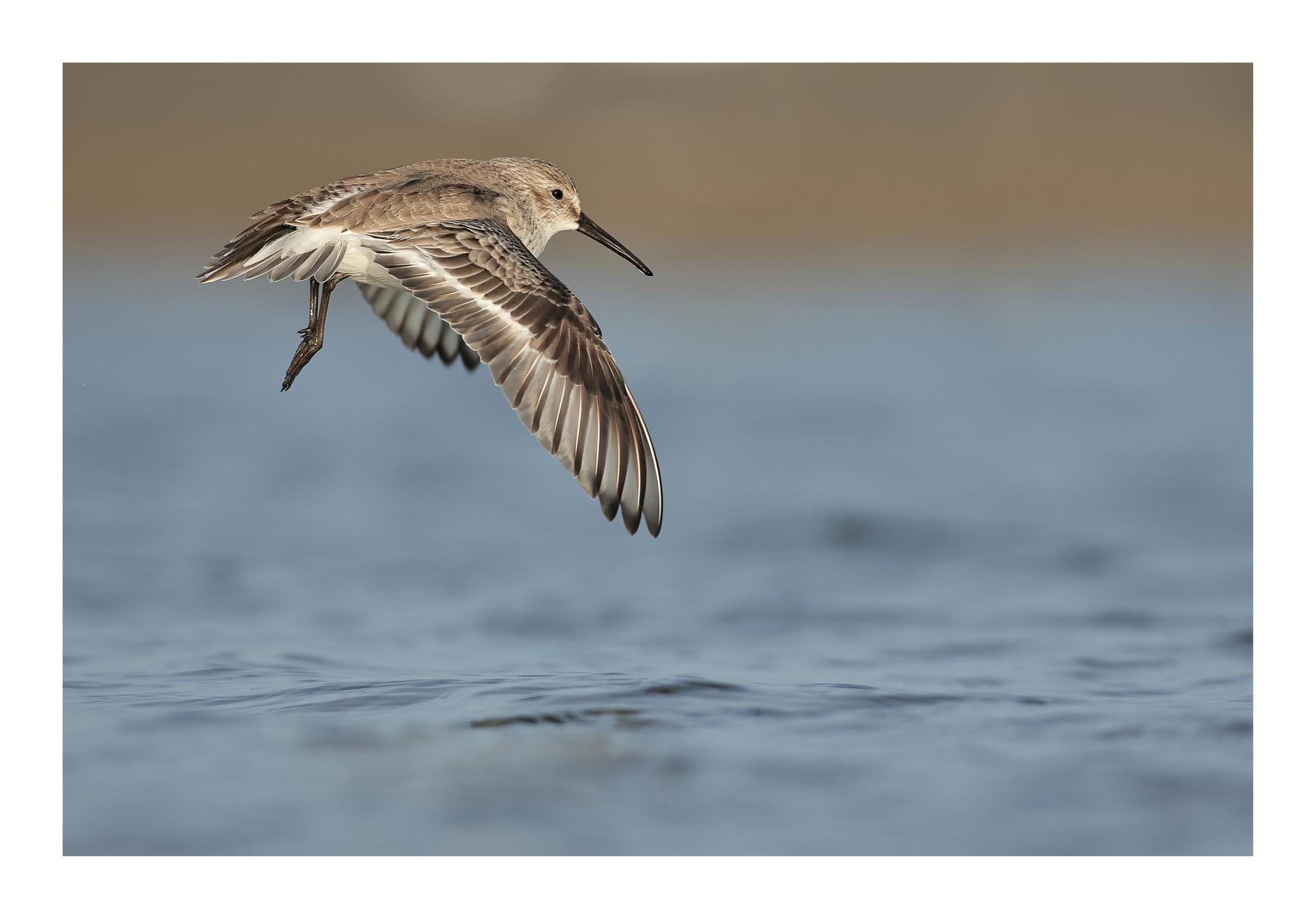 Bécasseau variable Calidris alpina - Dunlin