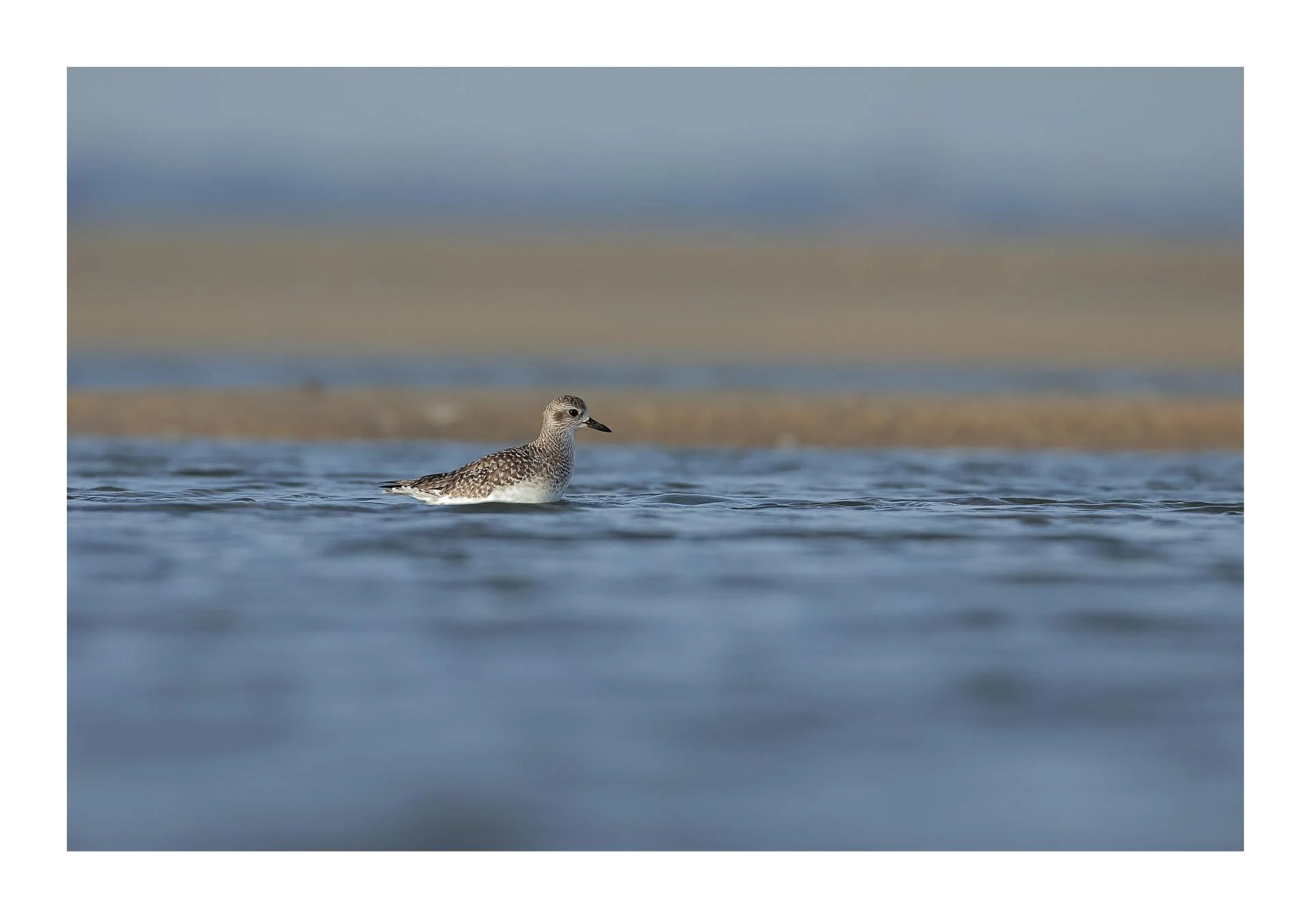 Pluvier argenté Pluvialis squatarola - Grey Plover