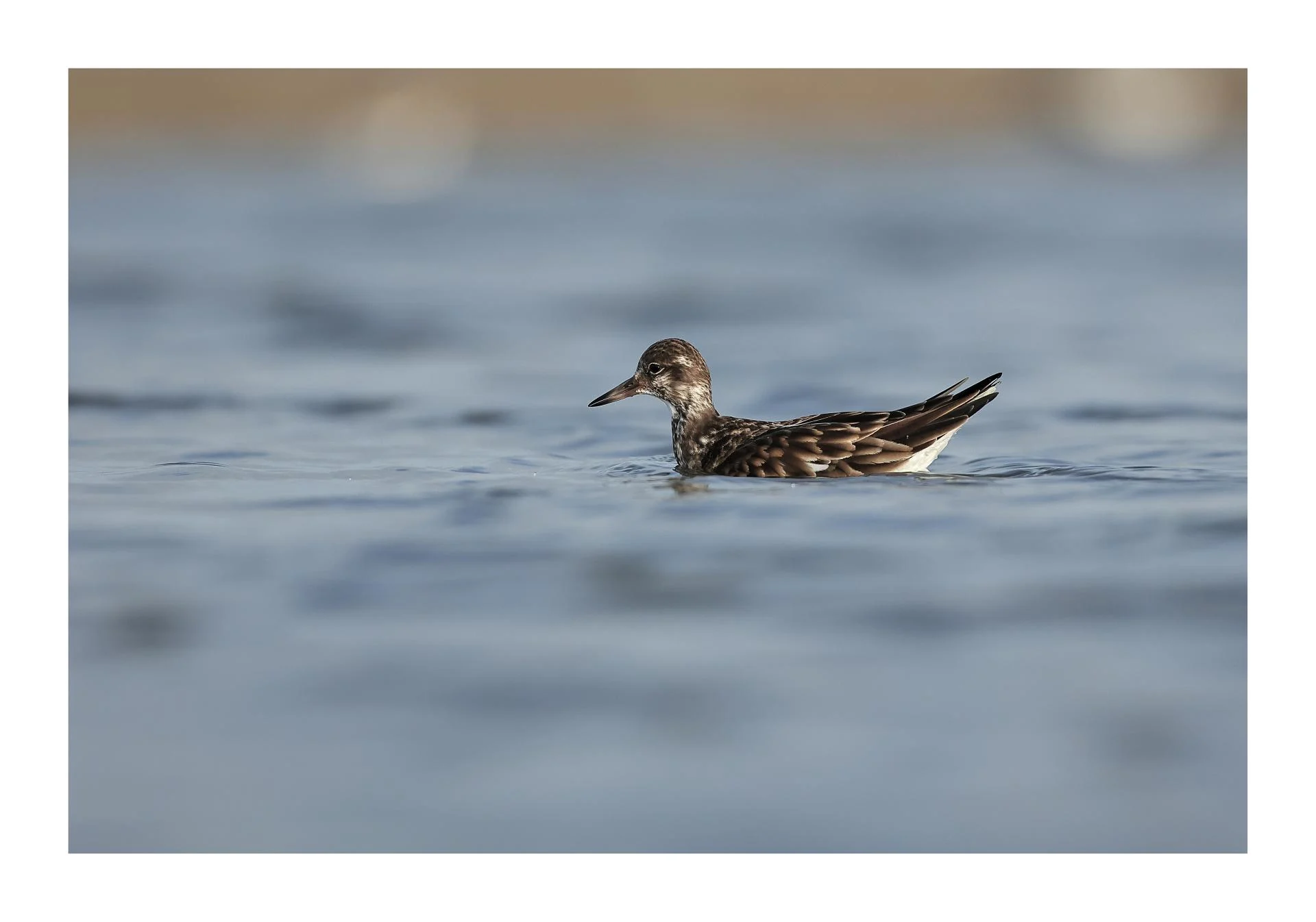 Tournepierre à collier Arenaria interpres - Ruddy Turnstone