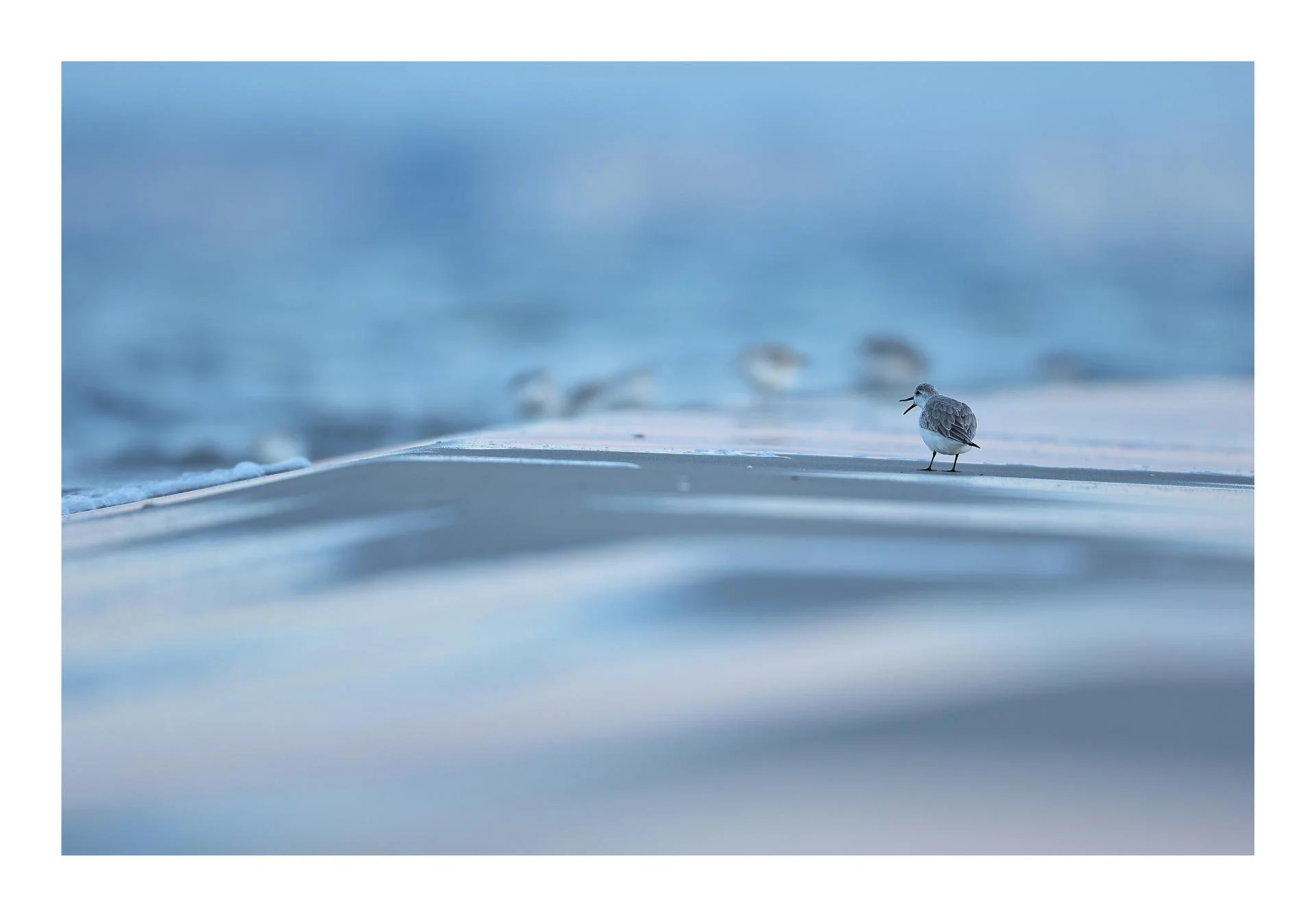 Bécasseau sanderling Calidris alba - Sanderling