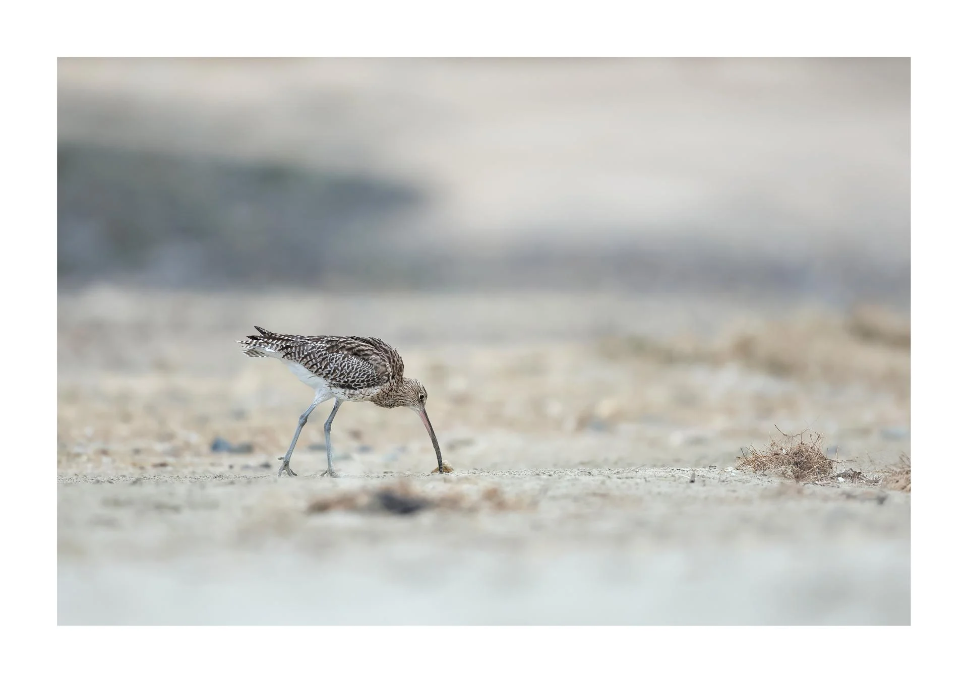 Courlis cendré Numenius arquata - Eurasian Curlew
