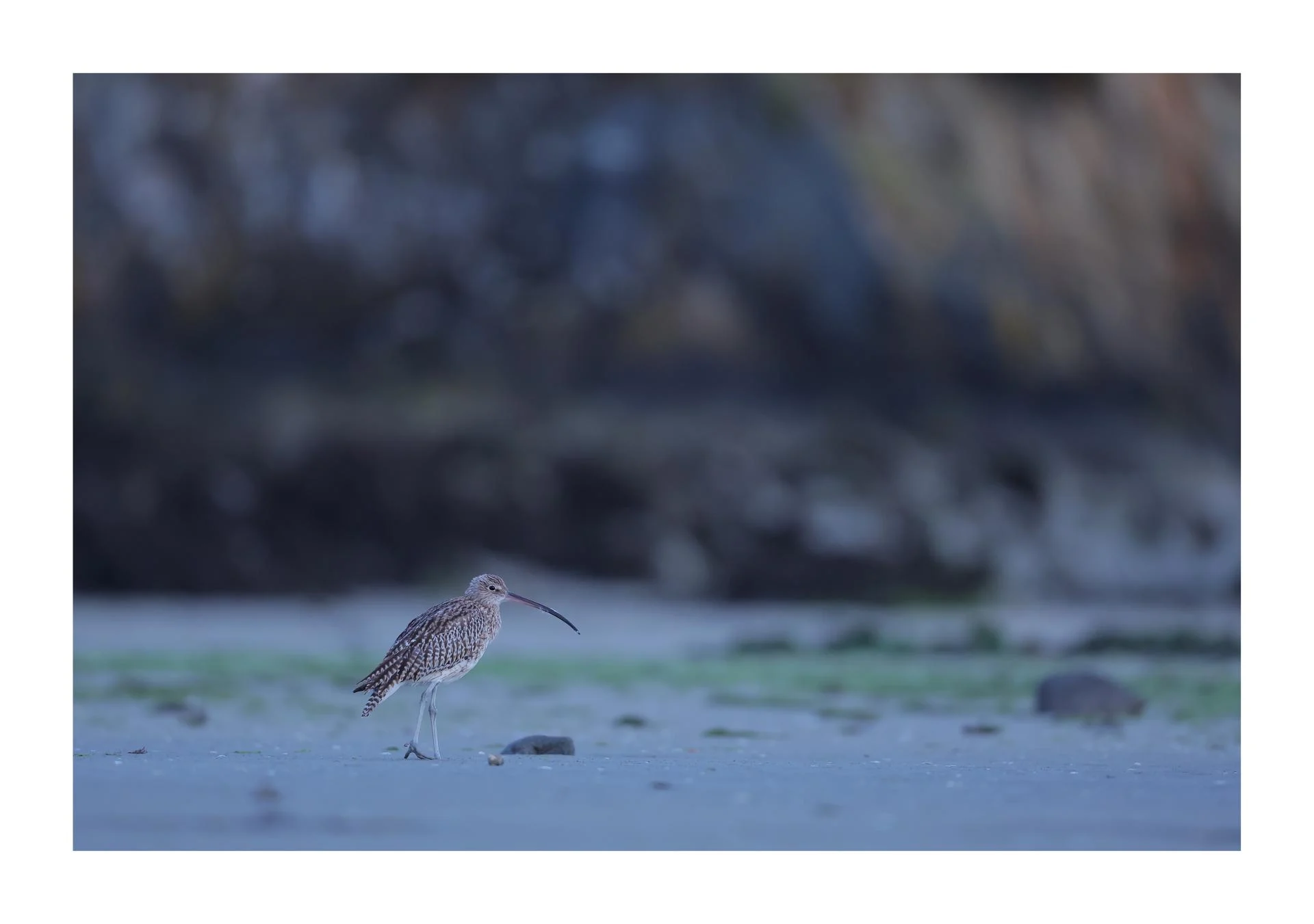 Courlis cendré Numenius arquata - Eurasian Curlew